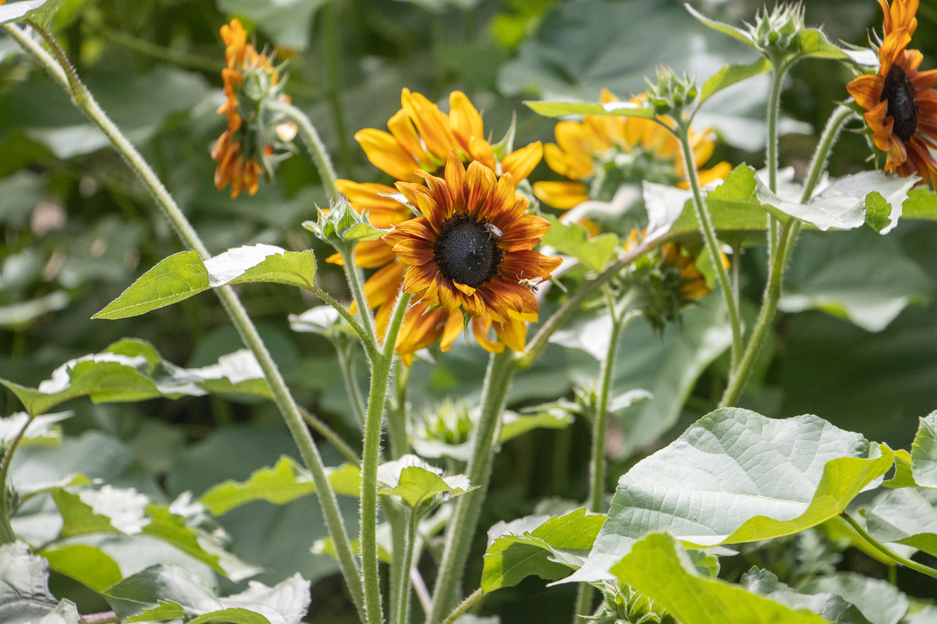 Sunflowers of Sanborn NY.