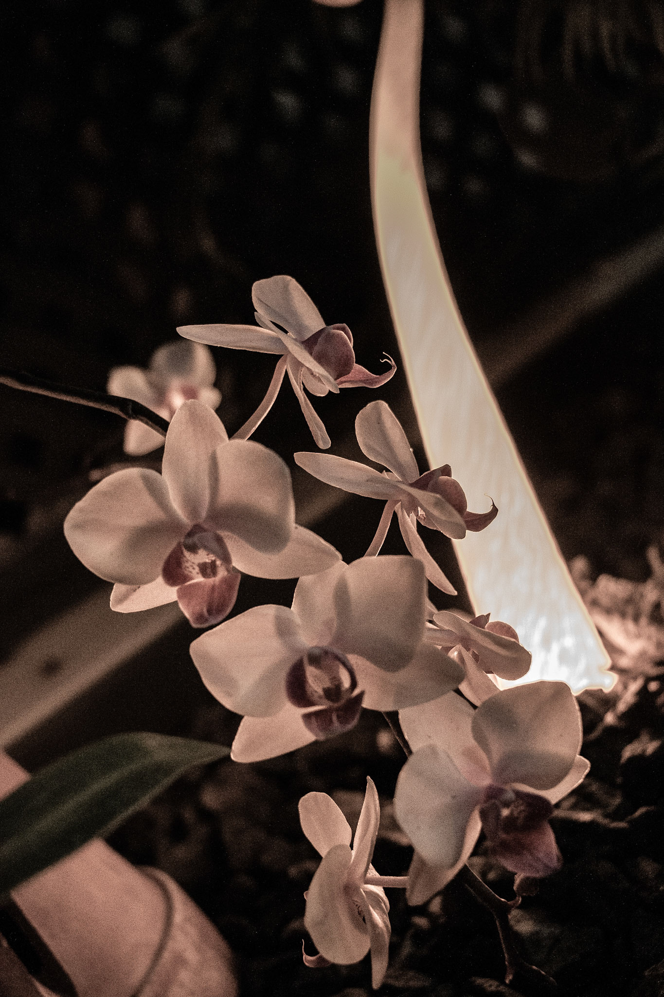 Botanical Gardens Night Lights, Buffalo NY.