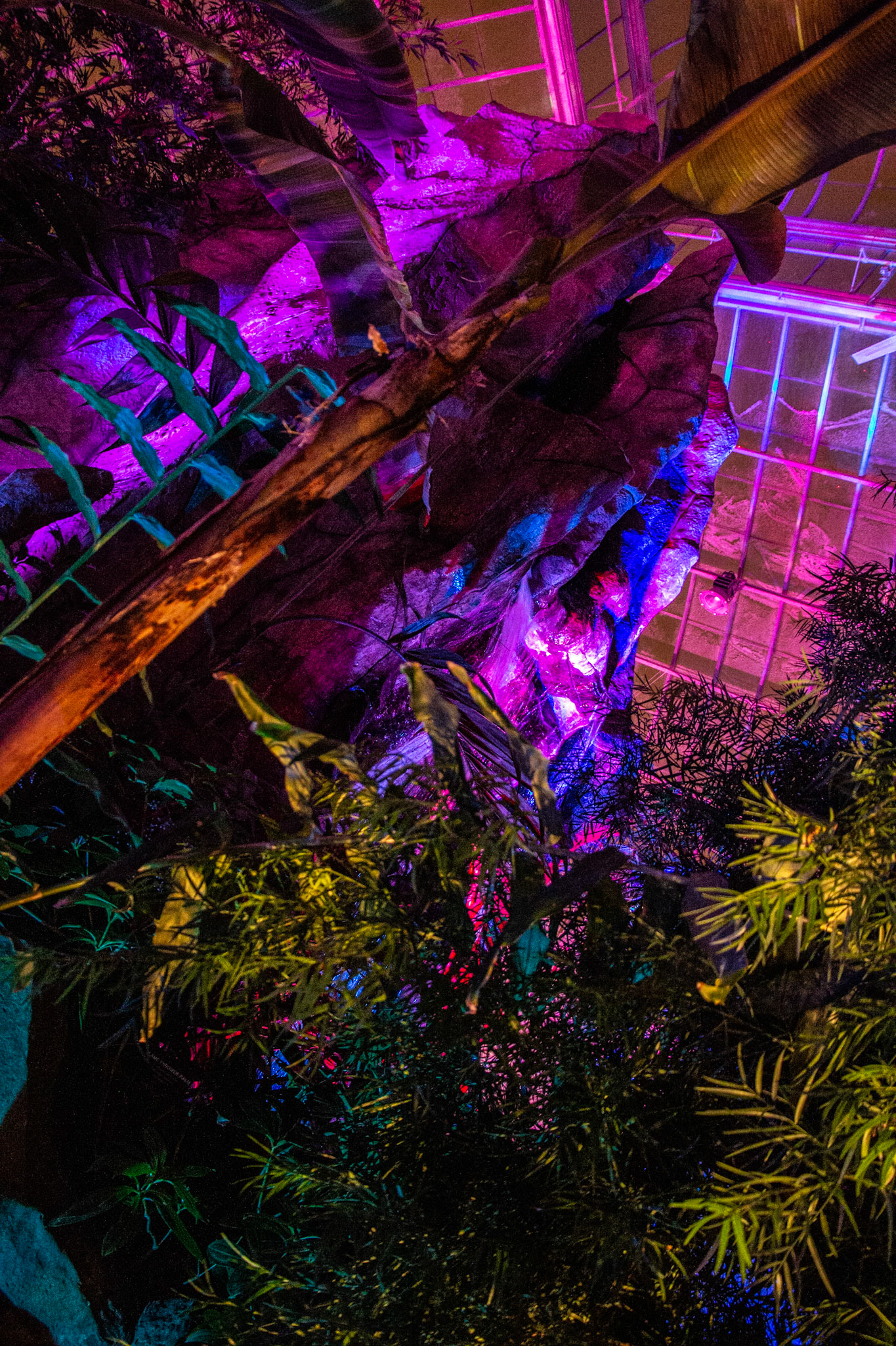 Botanical Gardens Night Lights, Buffalo NY.