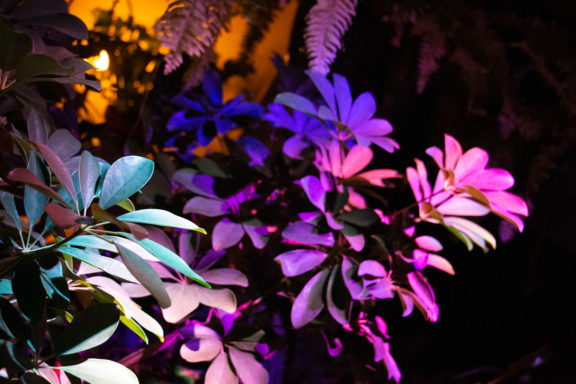 Botanical Gardens Night Lights, Buffalo NY.