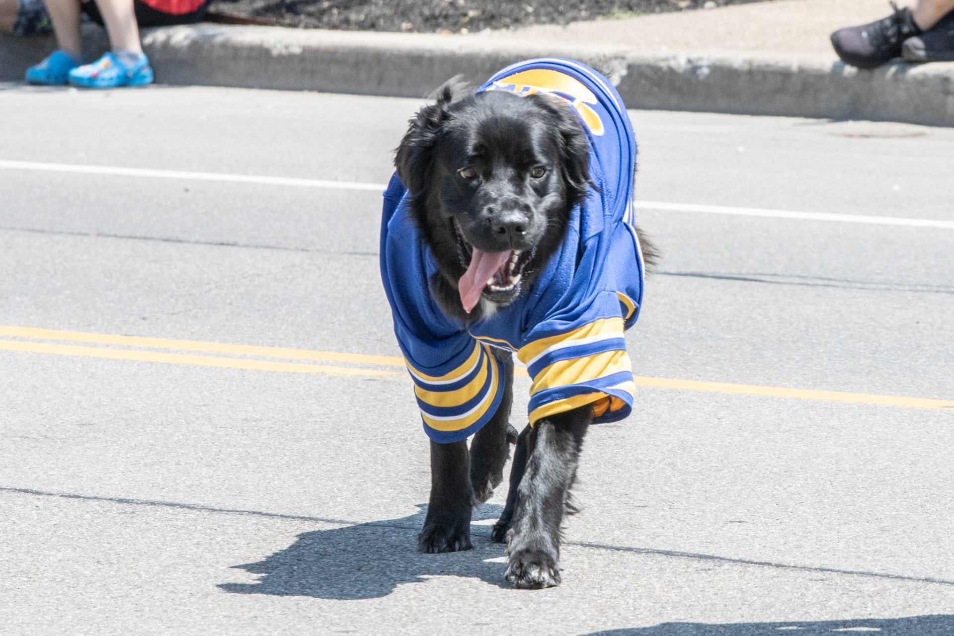Rick the Buffalo Sabres Service Dog, Kenmore NY.