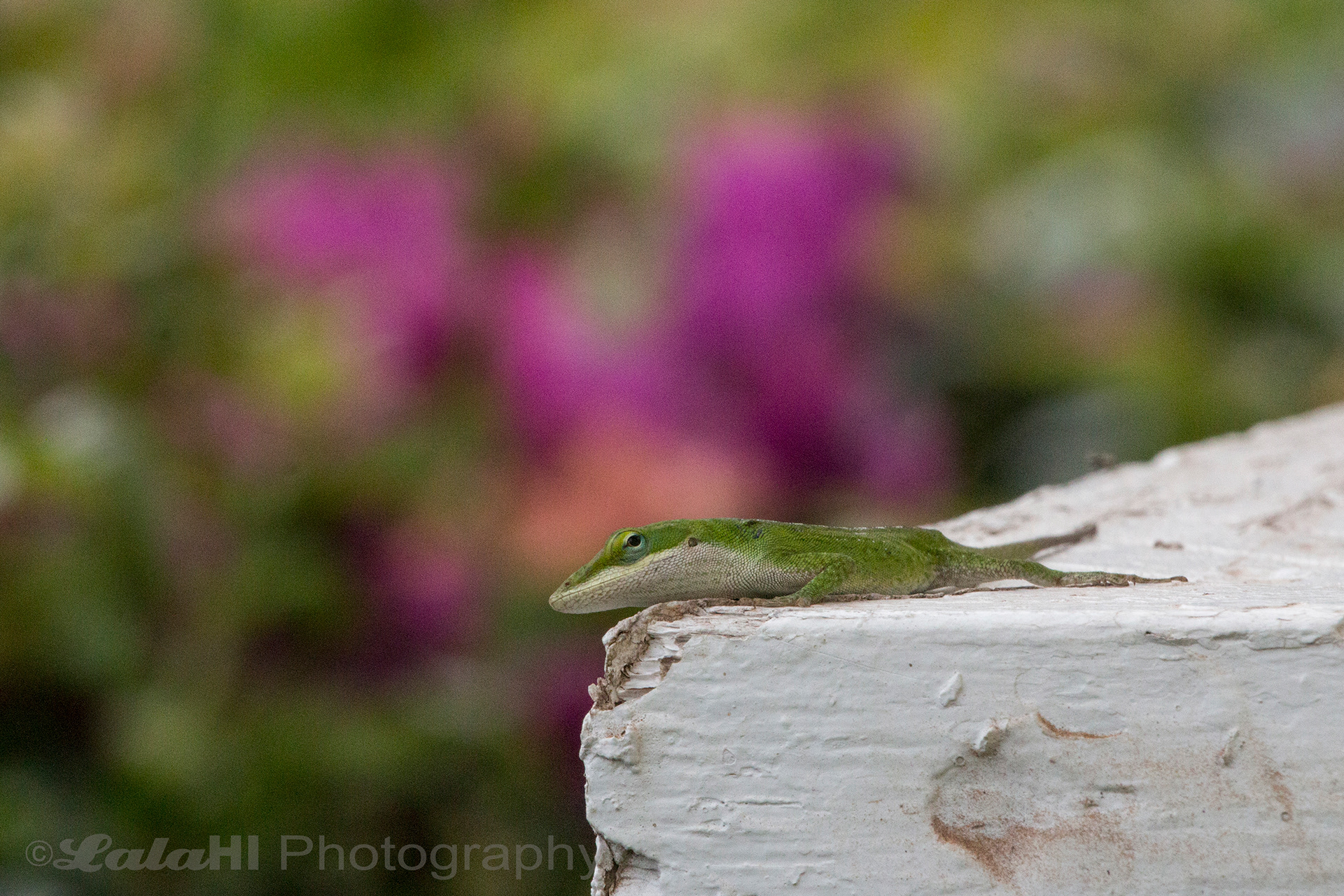 Anole in Waikoloa HI.