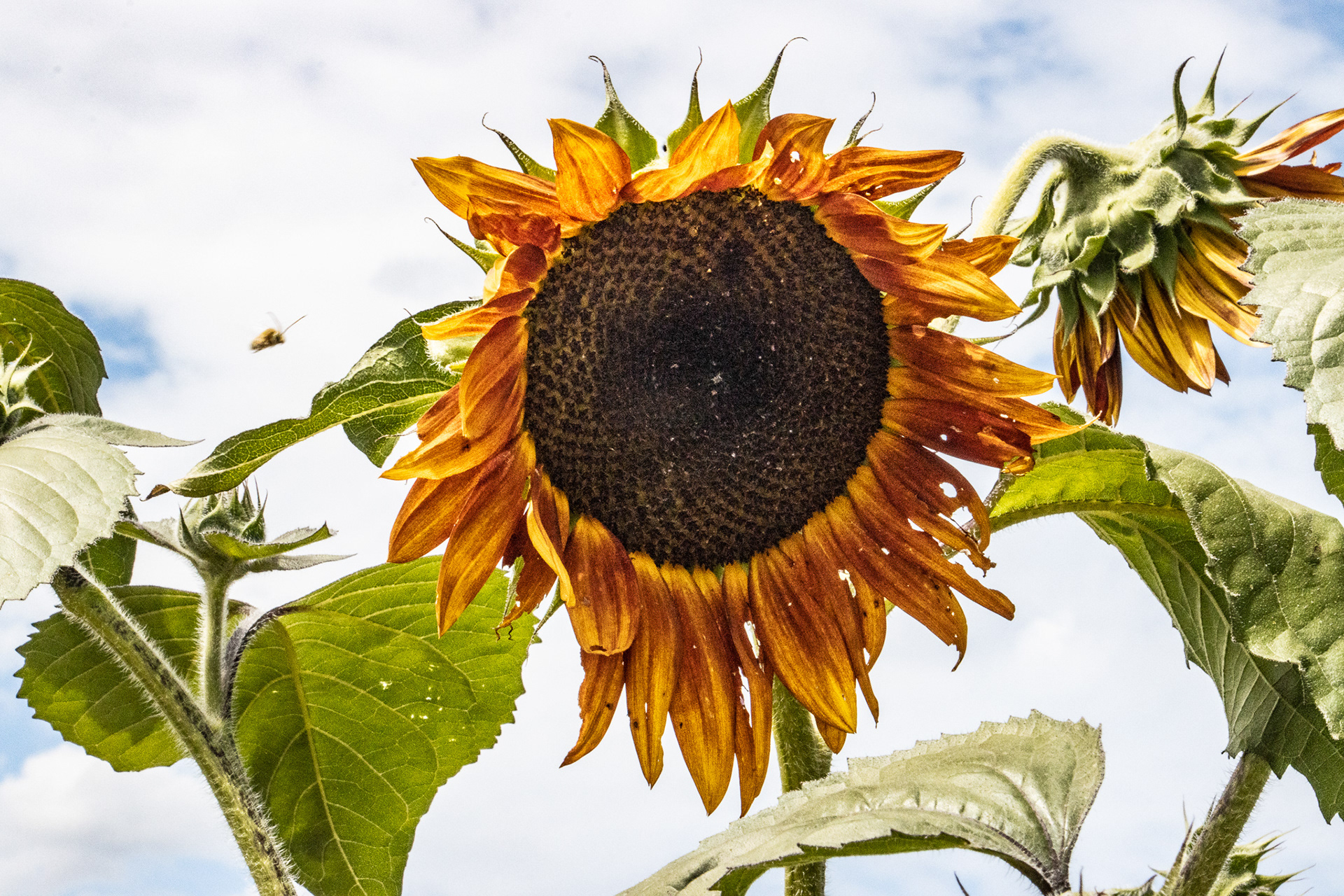 Sunflowers of Sanborn NY.