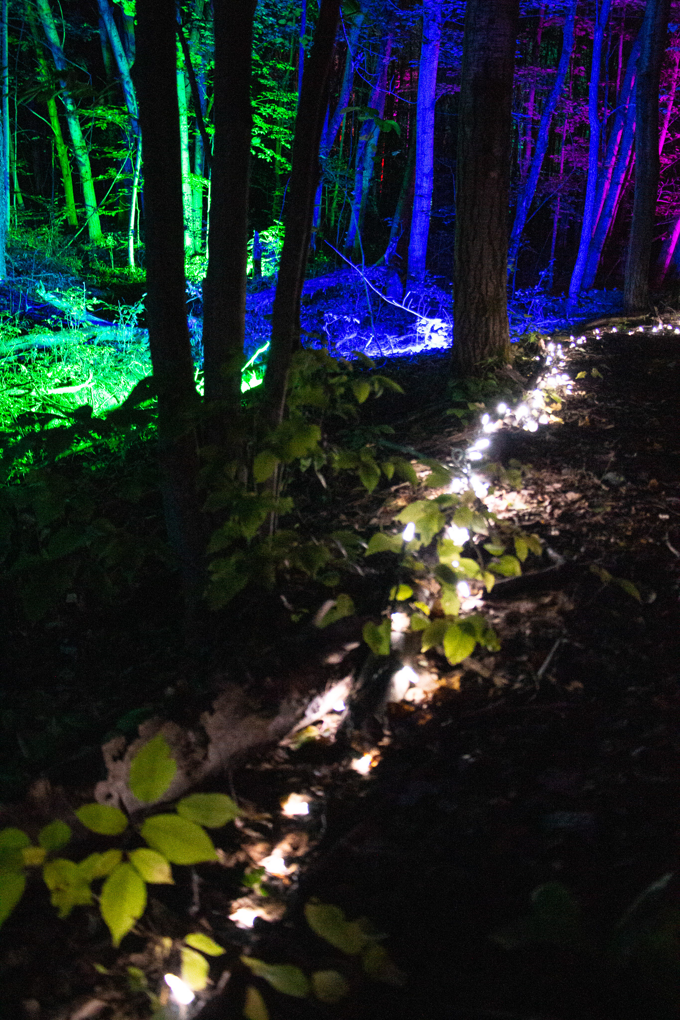 Night Lights at Griffis Sculpture Park, East Otto NY.