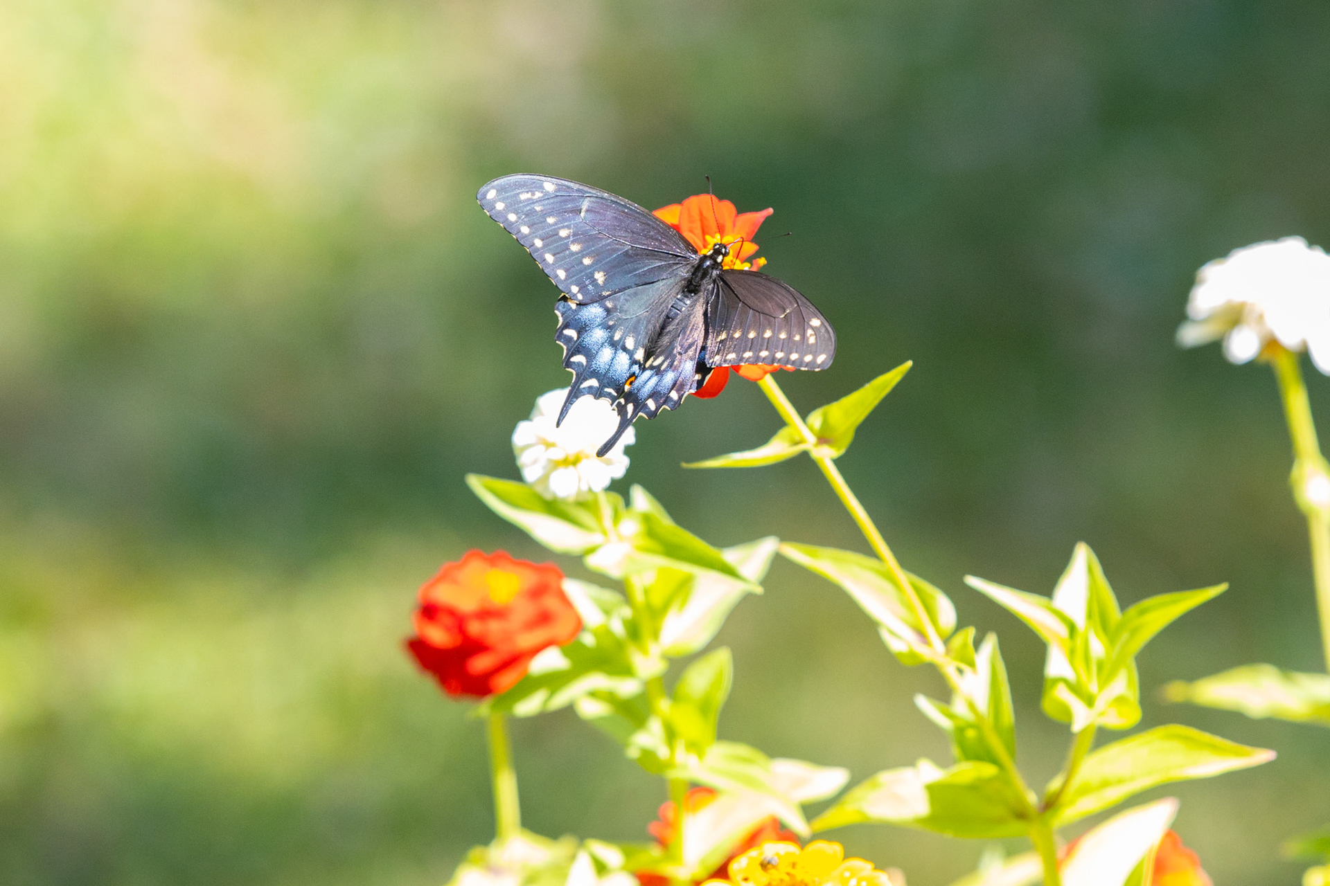 Nature in my springtime yard.