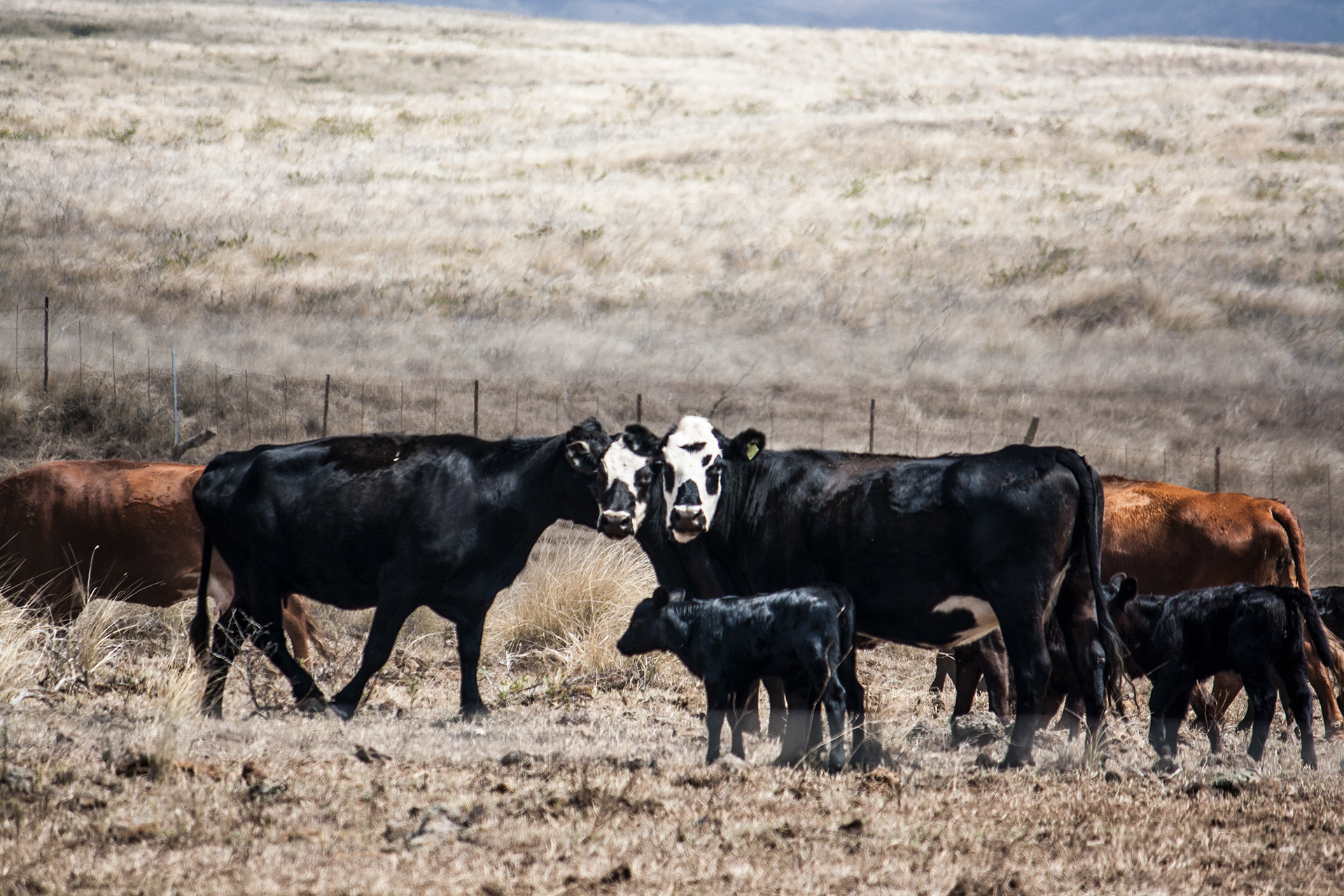 Cows in Waimea, HI.