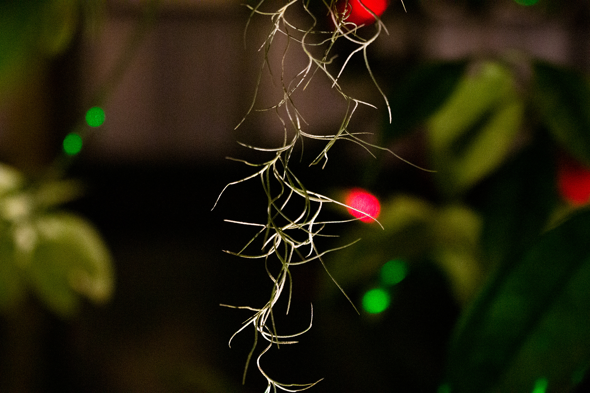 Botanical Gardens Night Lights, Buffalo NY.