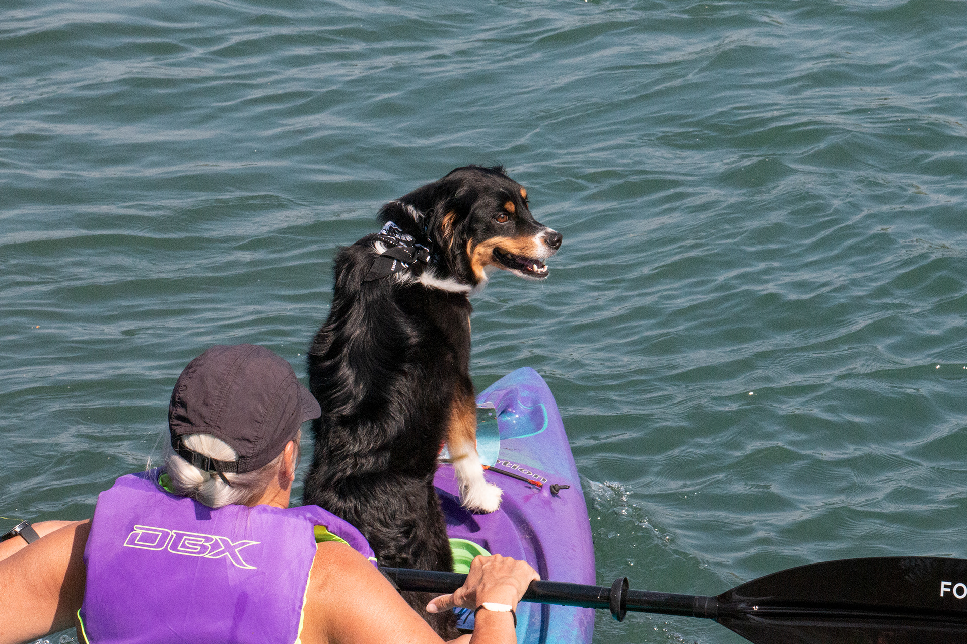 Buffalo Niagara Waterkeeper "Paddles Up" at Beaver Island, NY.