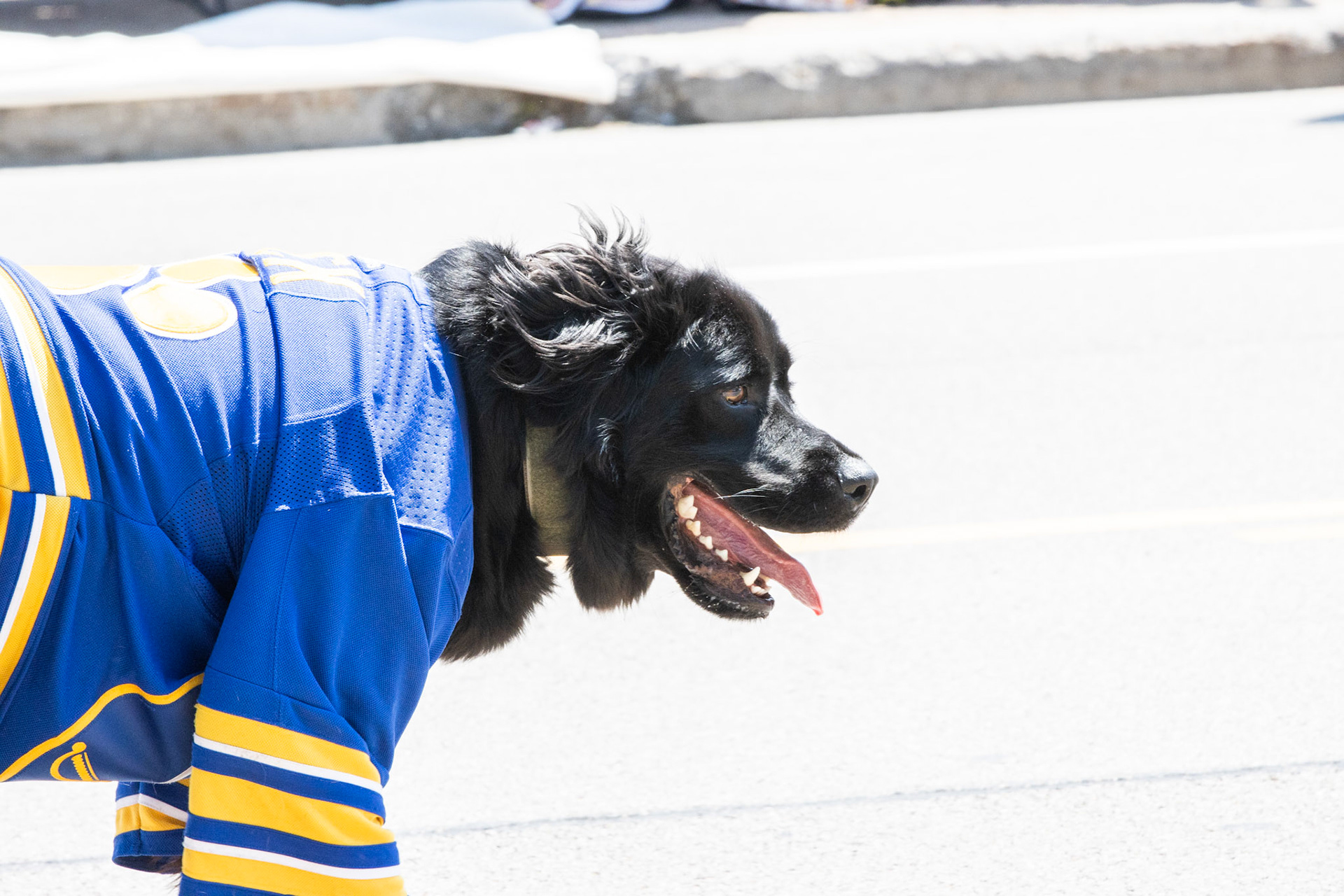 Rick the Buffalo Sabres Service Dog, Kenmore NY.