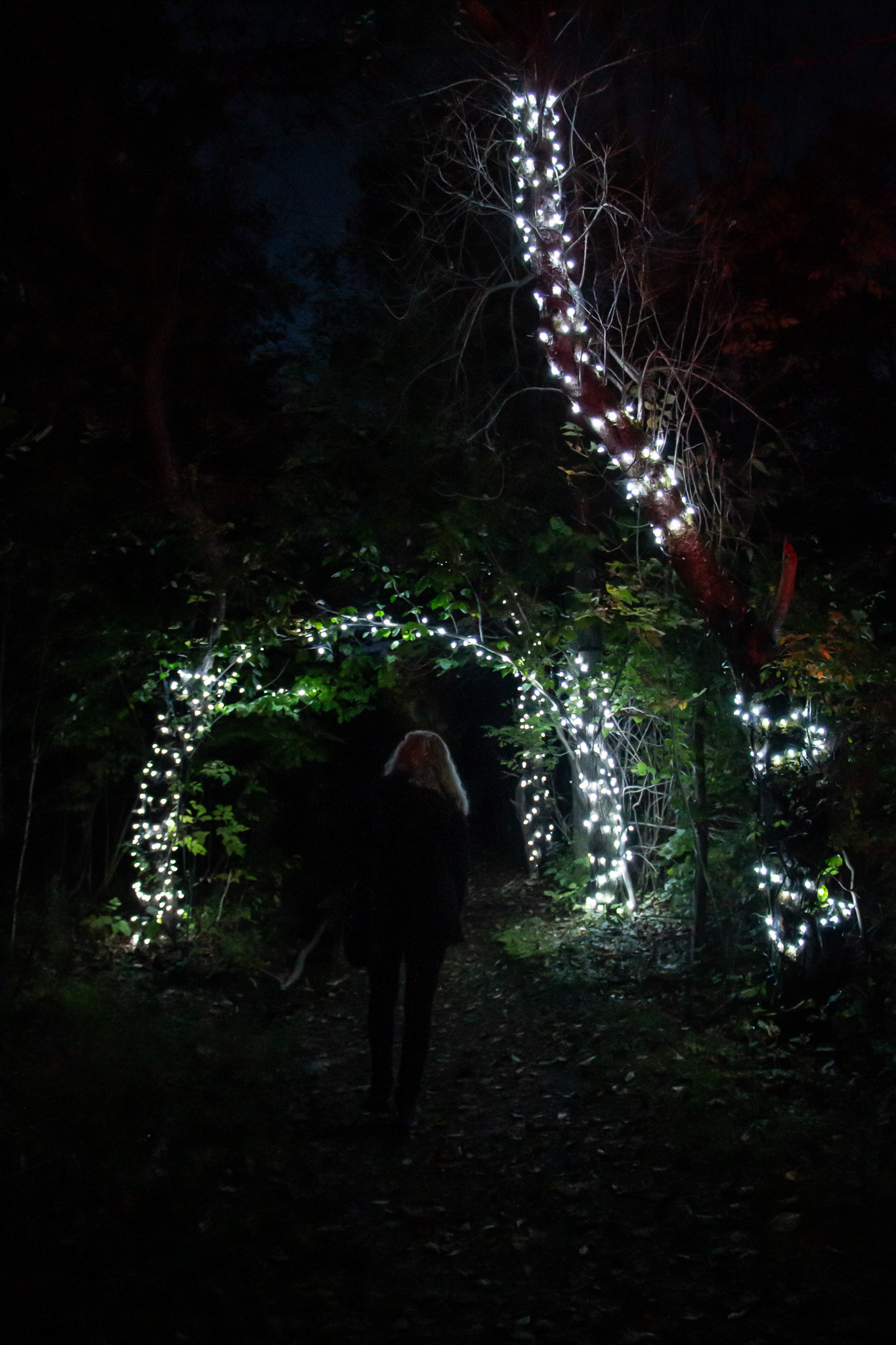 Night Lights at Griffis Sculpture Park, East Otto NY.