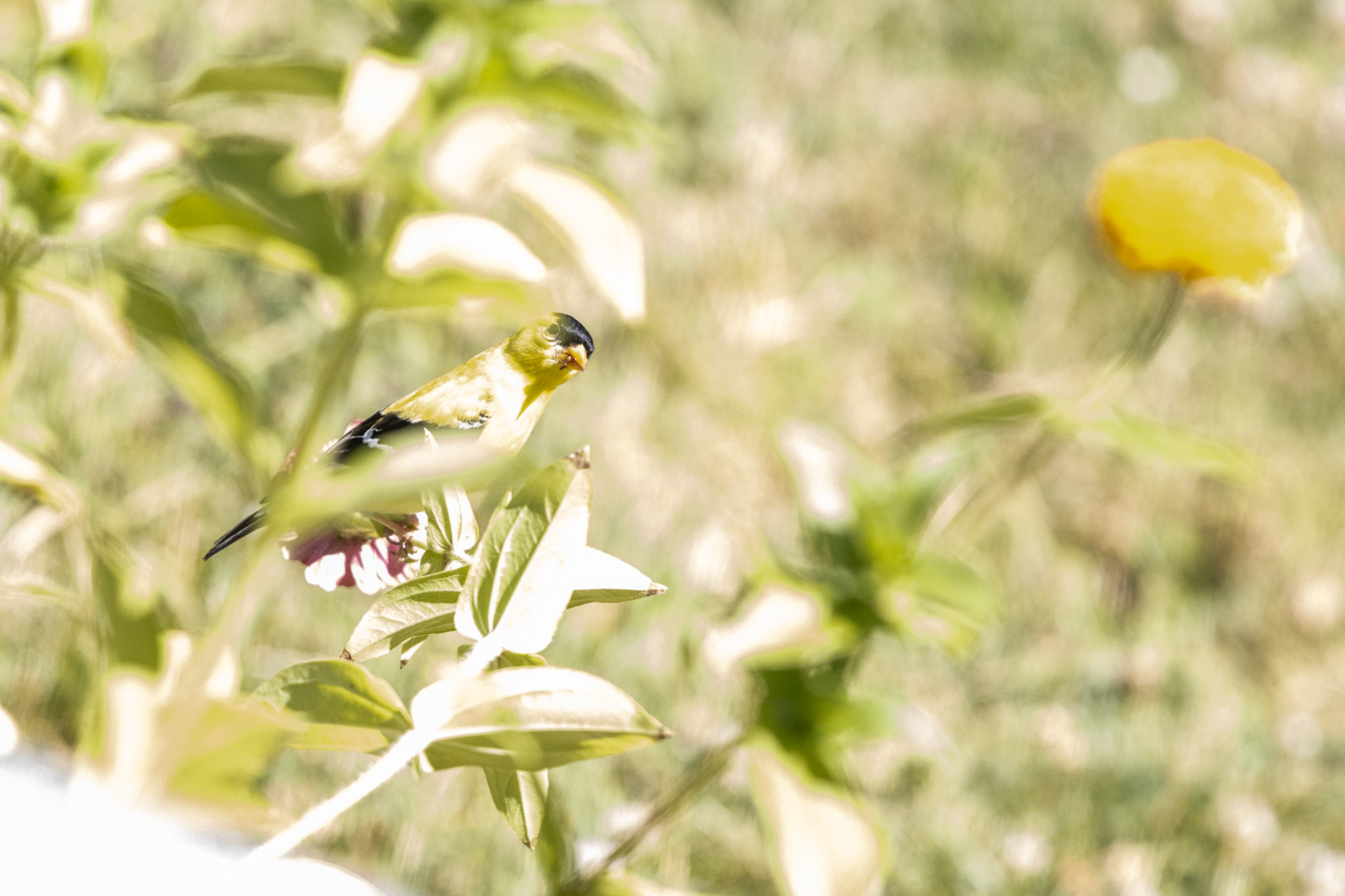 Nature in my springtime yard.