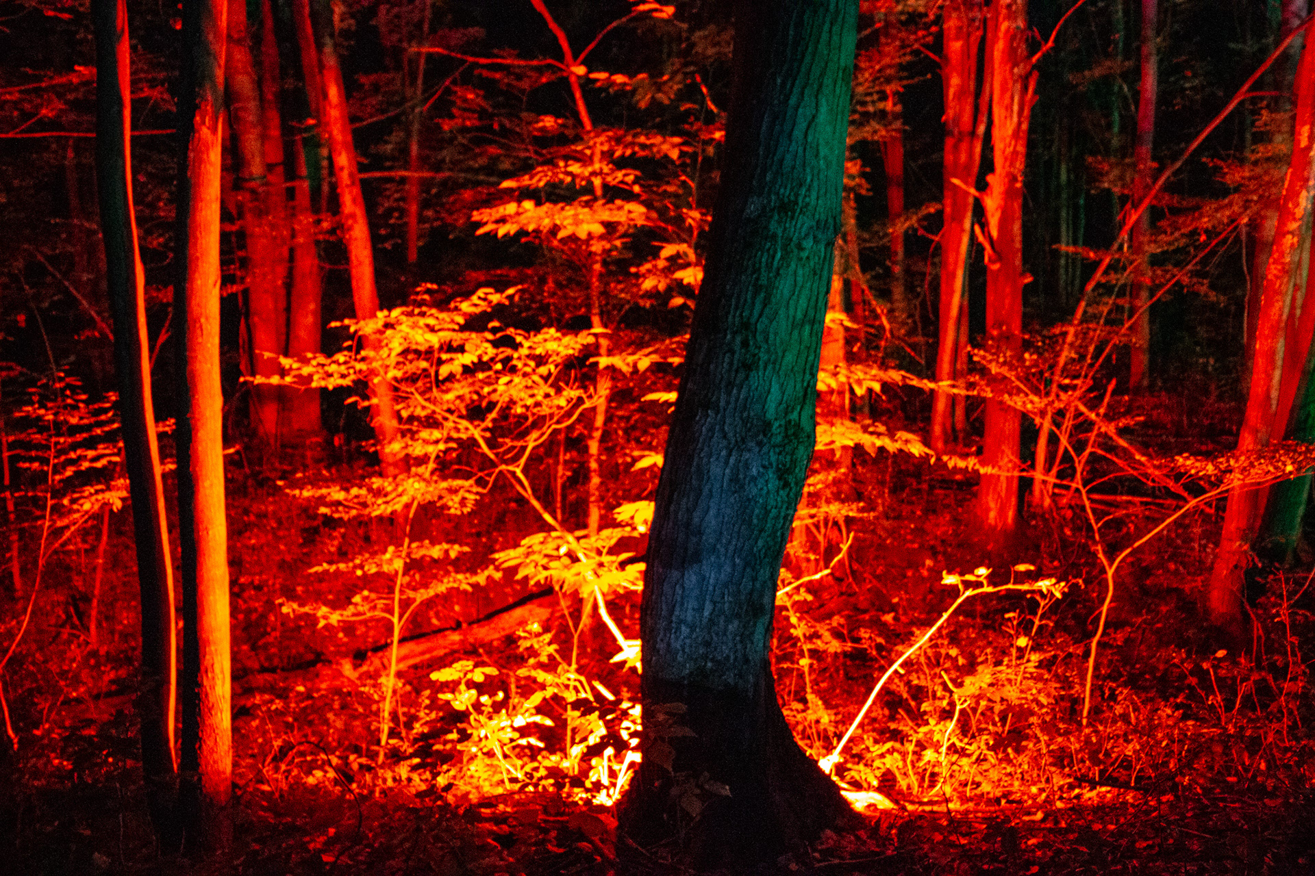 Night Lights at Griffis Sculpture Park, East Otto NY.
