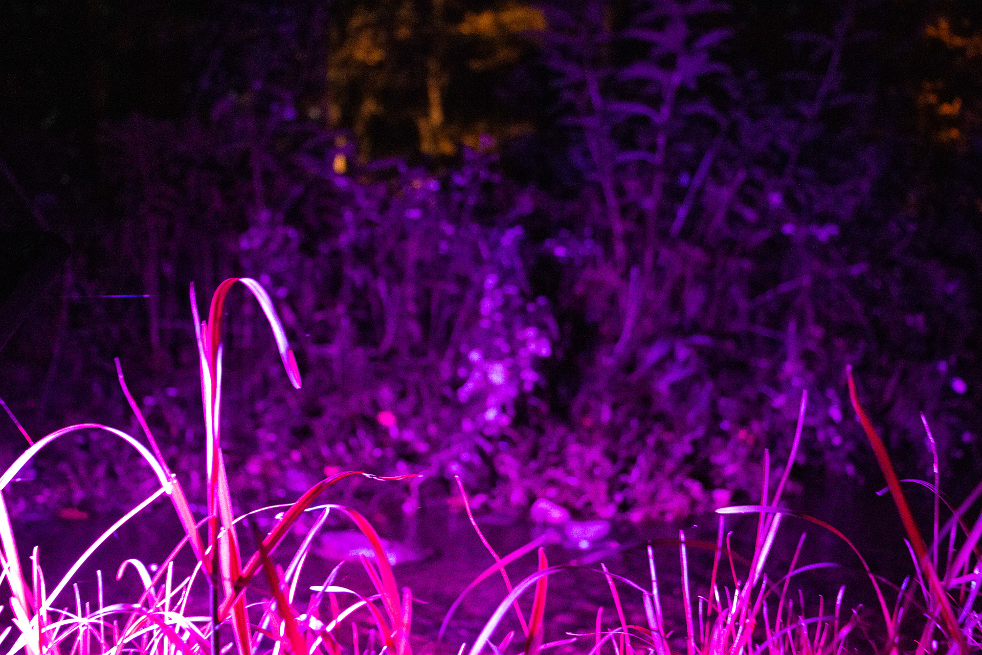 Night Lights at Griffis Sculpture Park, East Otto NY.