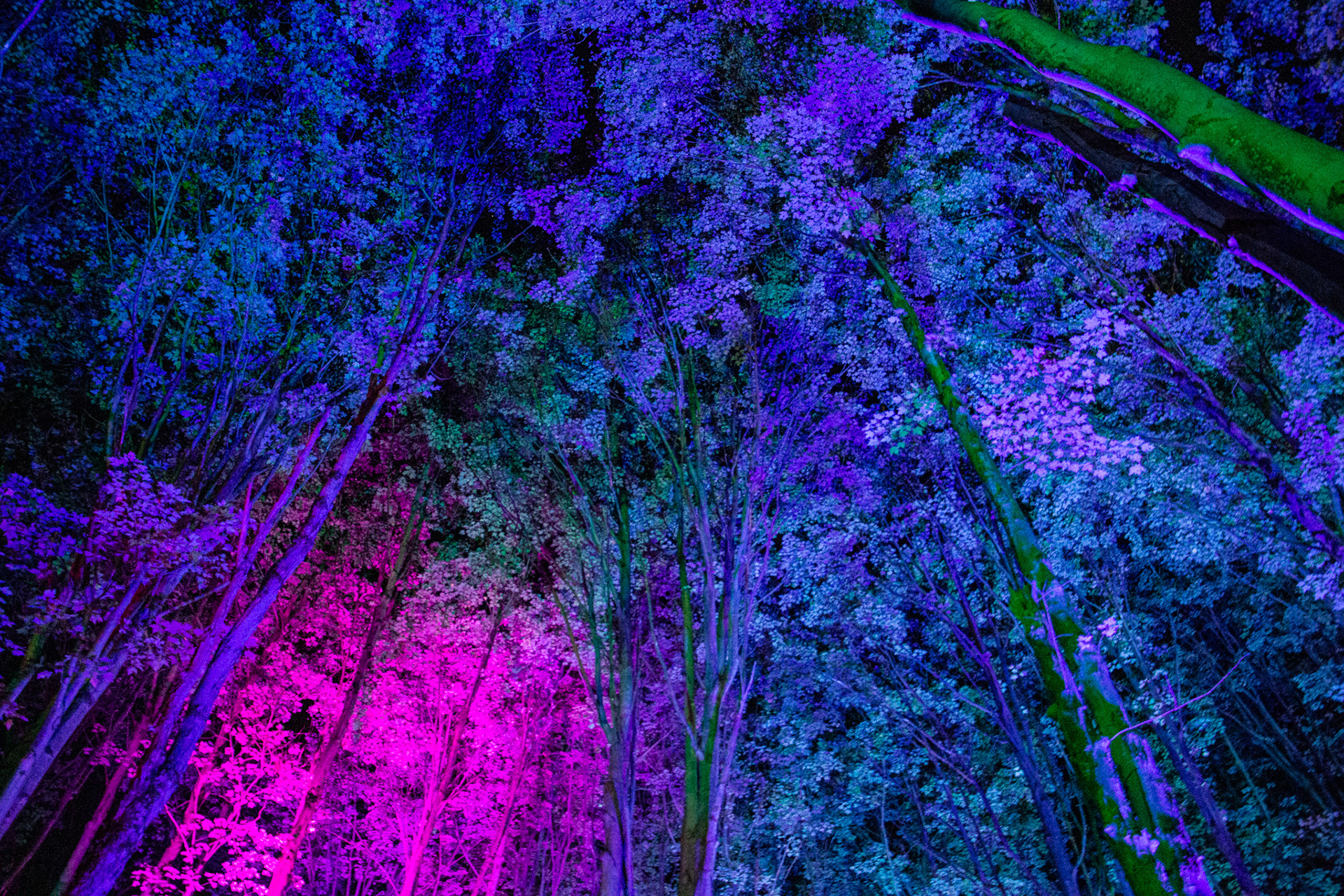 Night Lights at Griffis Sculpture Park, East Otto NY.