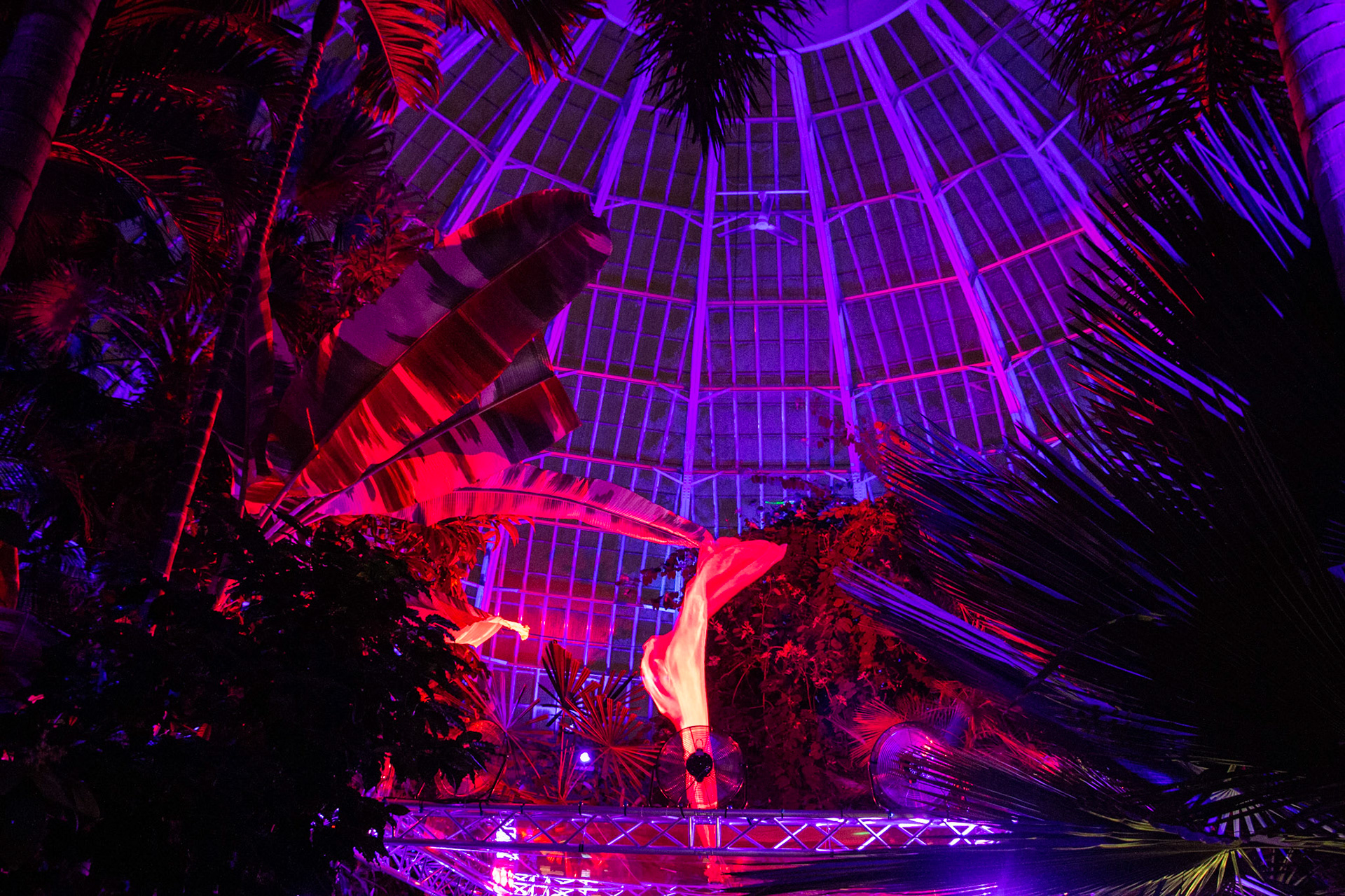 Botanical Gardens Night Lights, Buffalo NY.