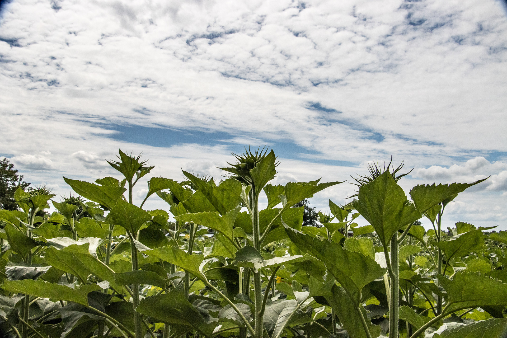 Sunflowers of Sanborn NY.