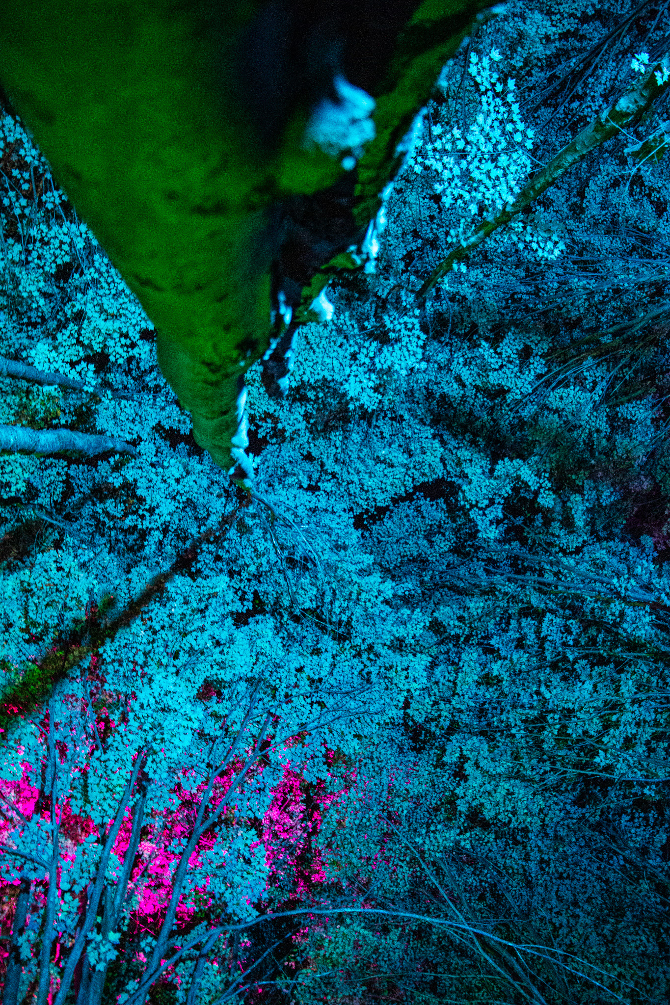 Night Lights at Griffis Sculpture Park, East Otto NY.
