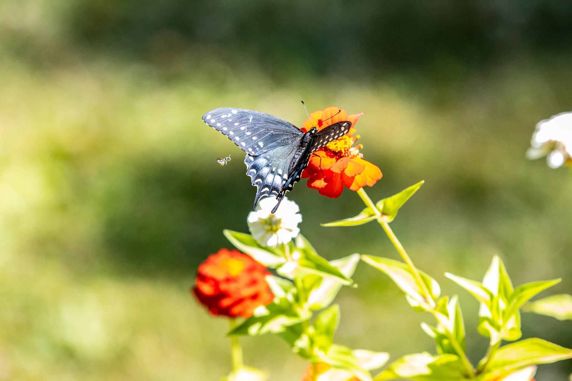 Nature in my springtime yard.