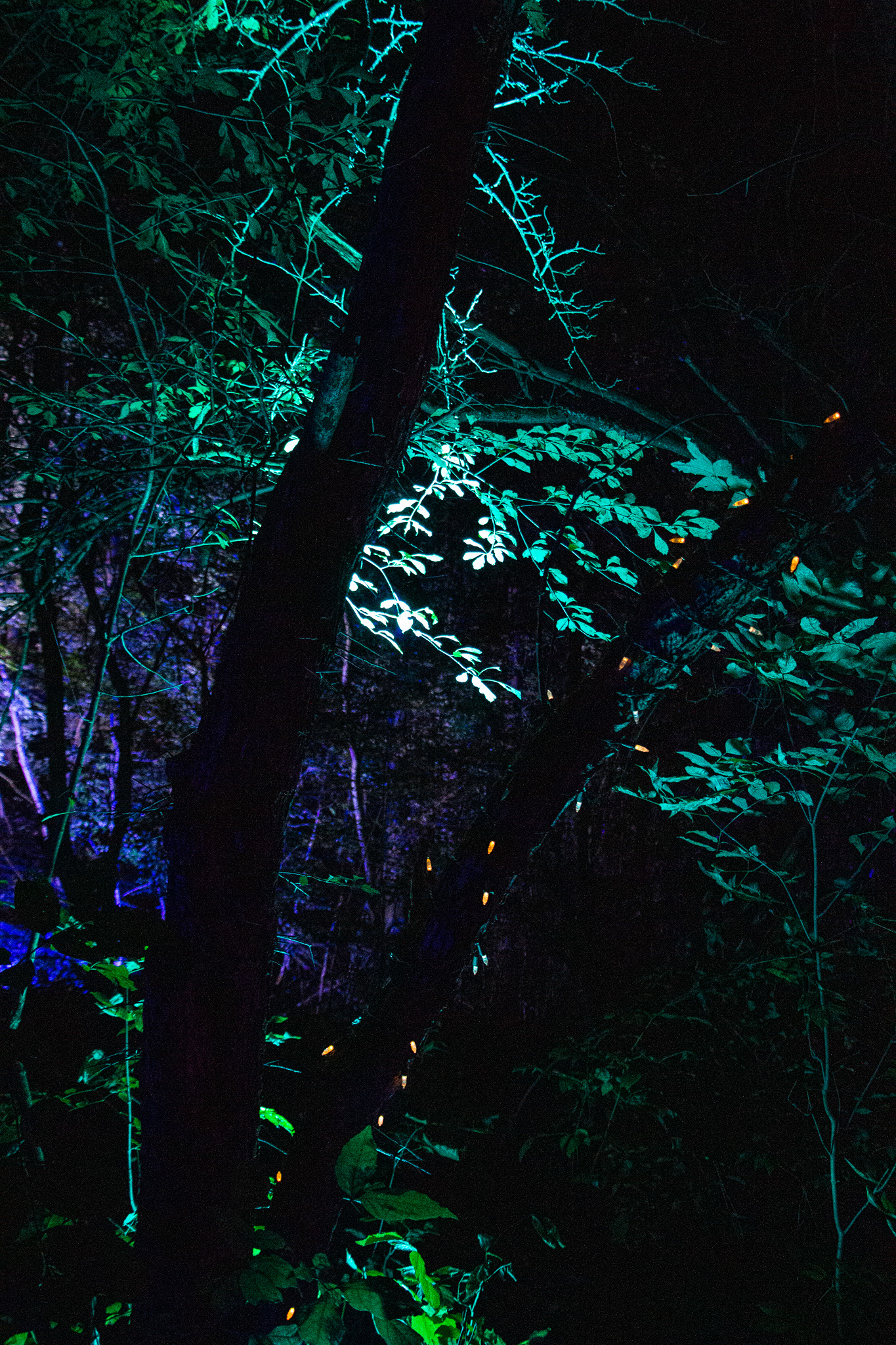 Night Lights at Griffis Sculpture Park, East Otto NY.