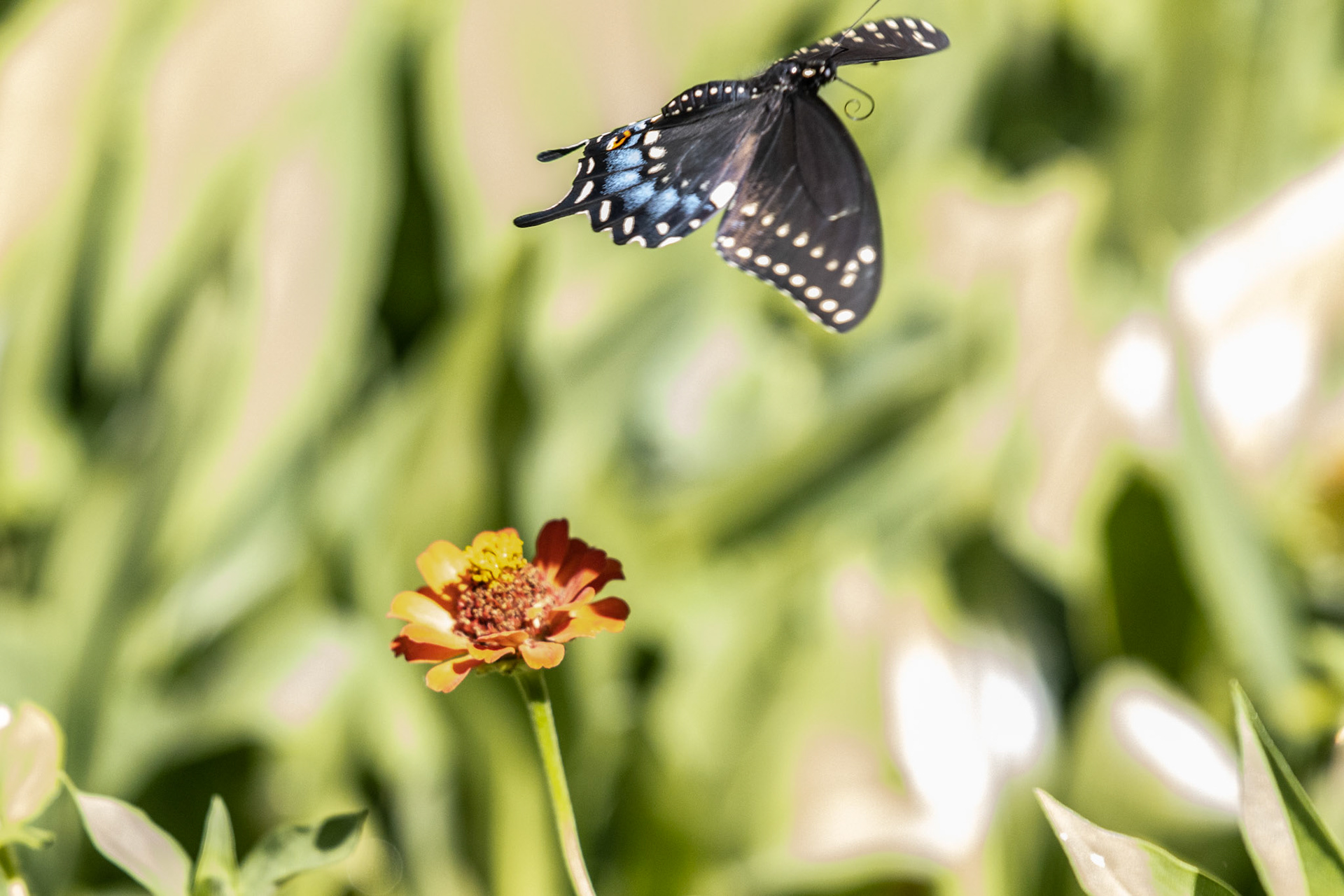 Nature in my springtime yard.