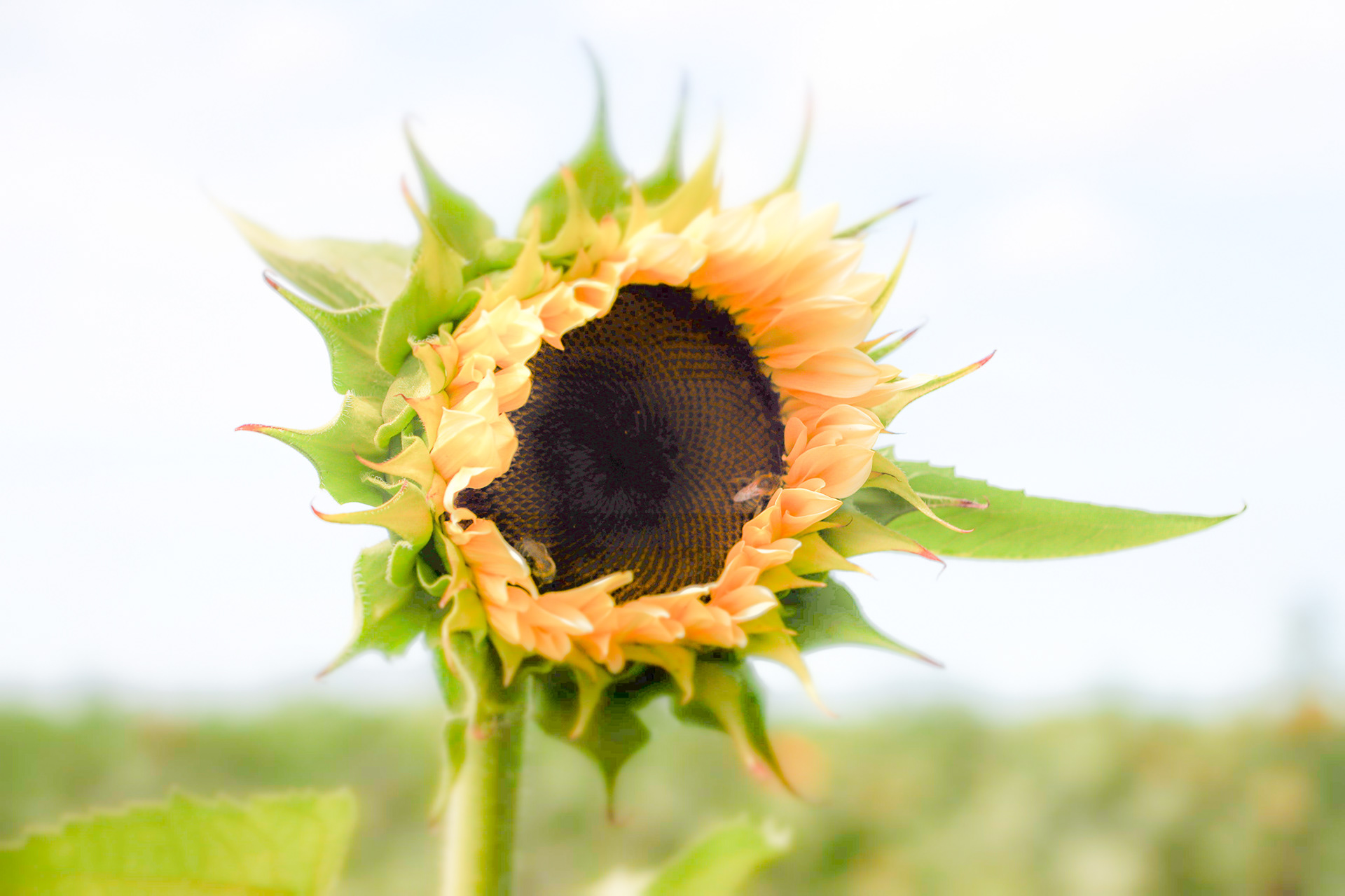 Sunflowers of Sanborn NY.