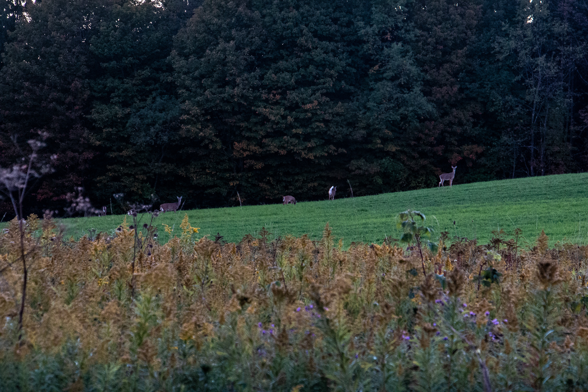 Deer at sunset at Griffis Sculpture Park, East Otto NY.