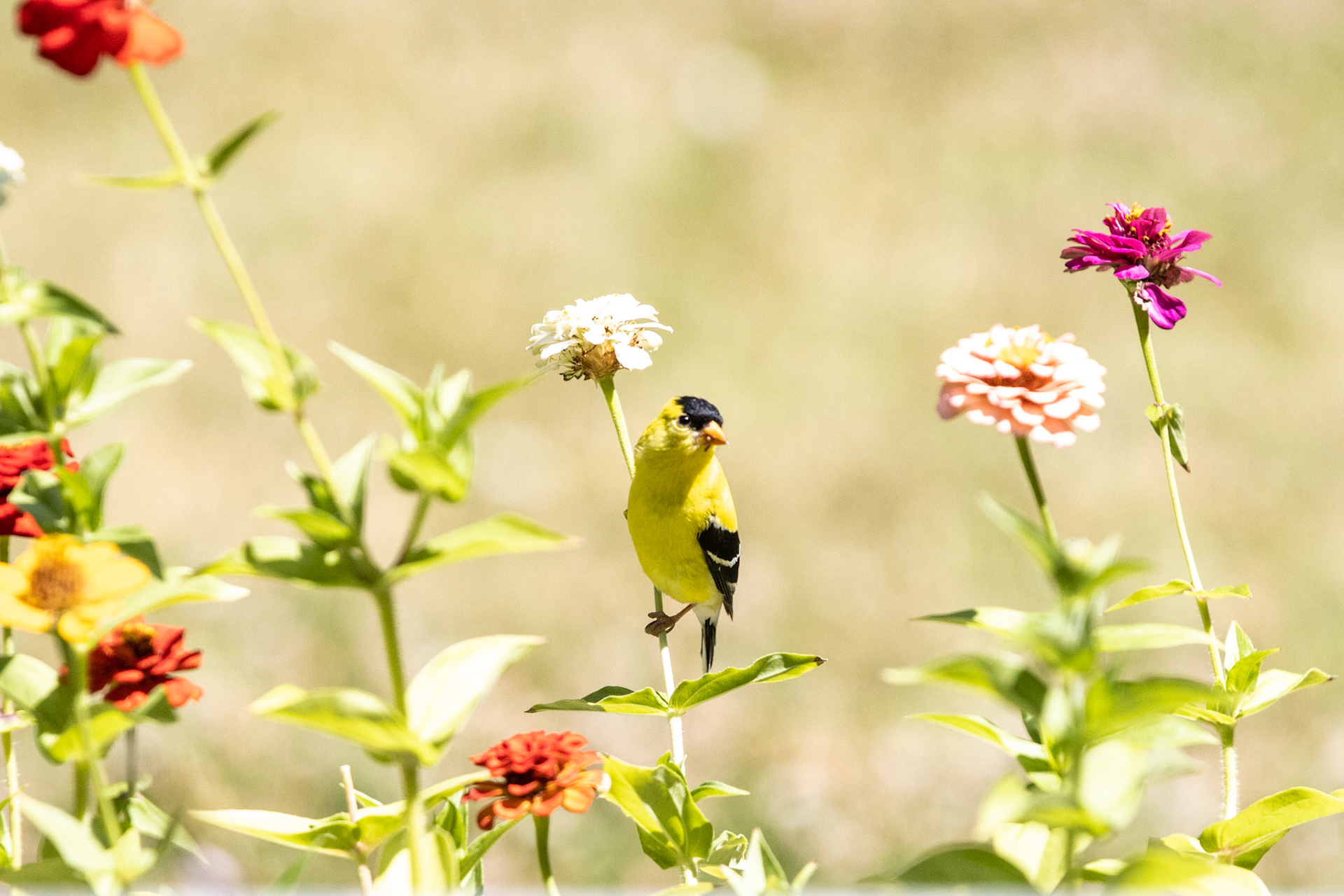 Nature in my springtime yard.