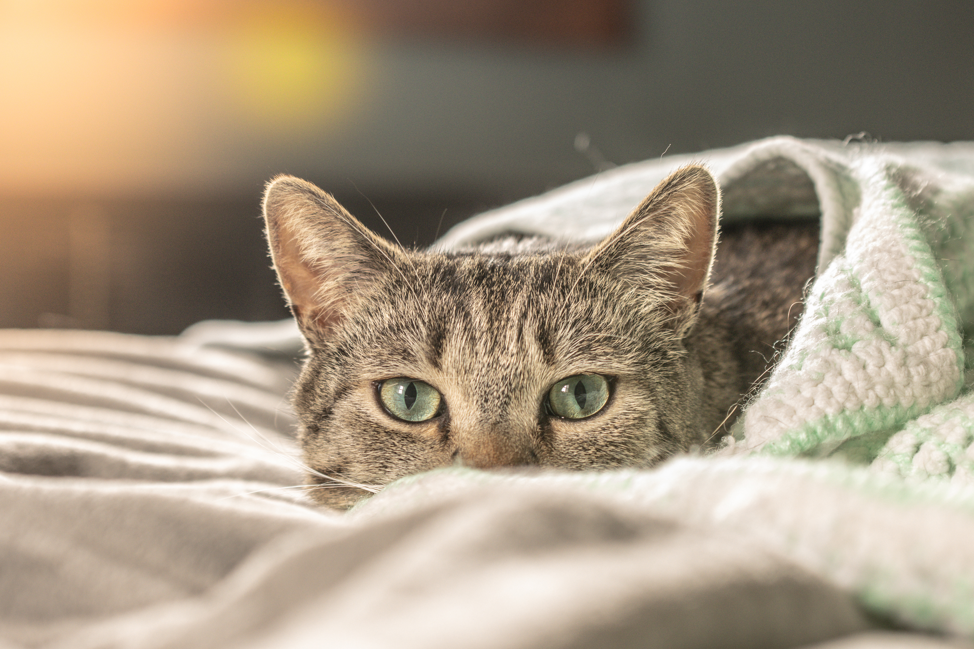 Rescue kitty portrait.