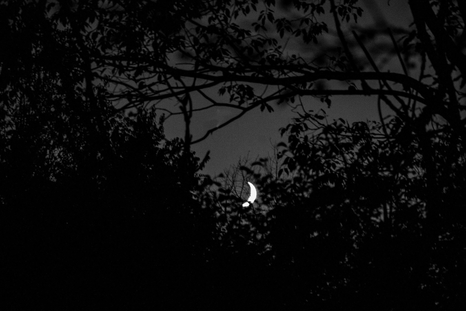 Quarter moon at Griffis Sculpture Park, East Otto NY.