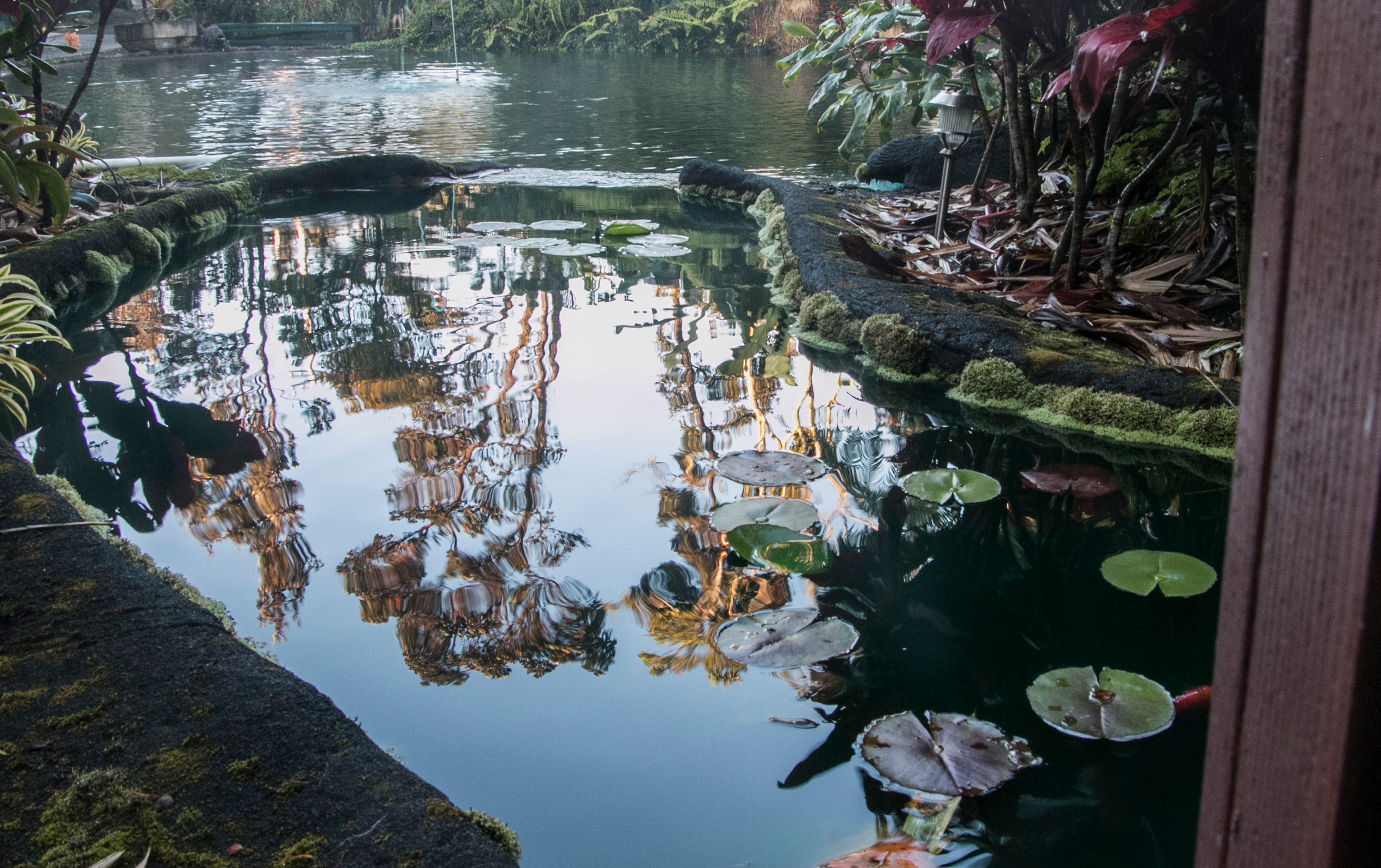 Gardens and grounds at Chalet Kilauea, Volcano HI.
