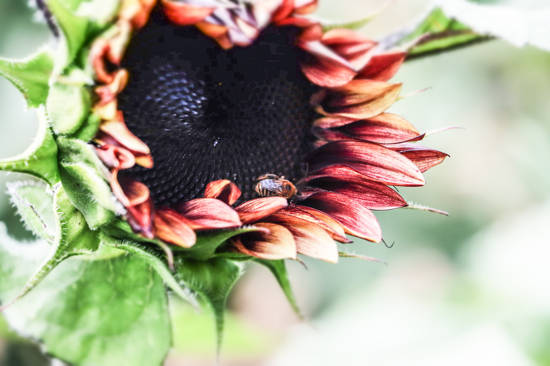 Sunflowers of Sanborn NY.