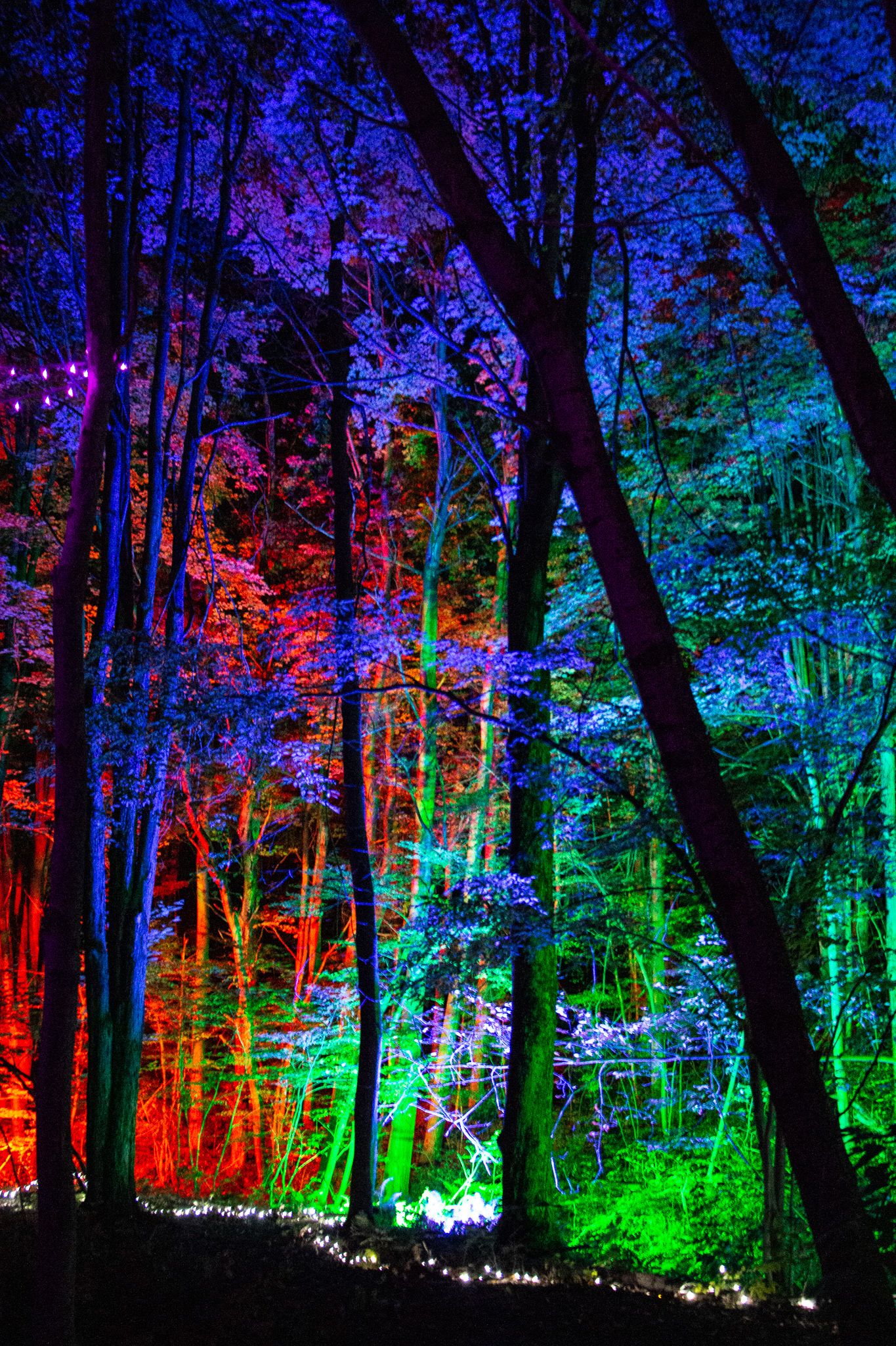Night Lights at Griffis Sculpture Park, East Otto NY.