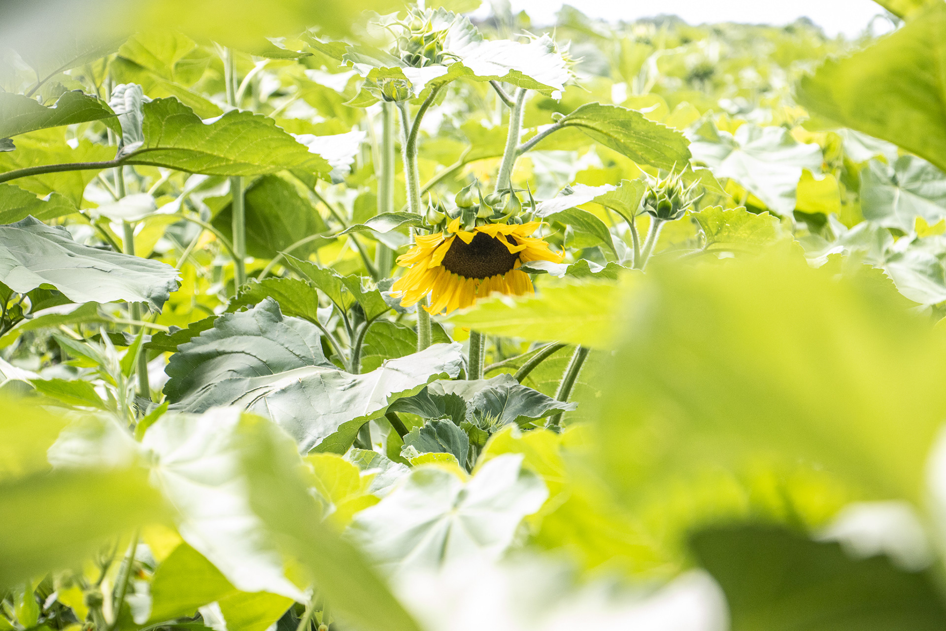 Sunflowers of Sanborn NY.