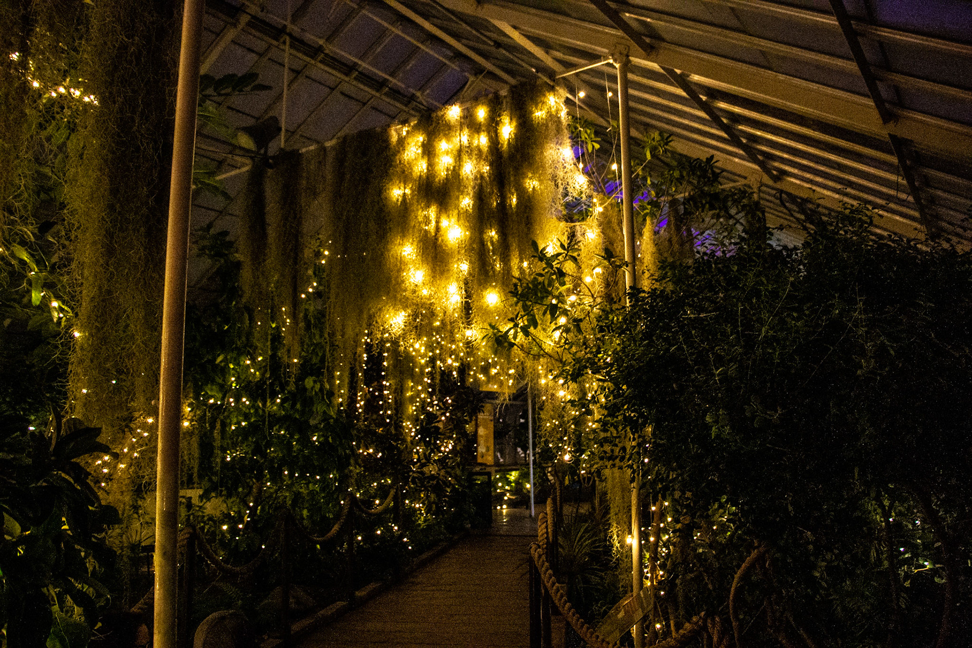 Botanical Gardens Night Lights, Buffalo NY.