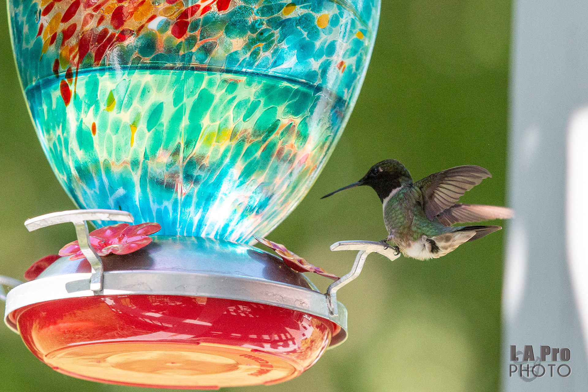 Humminbird at my feeder.