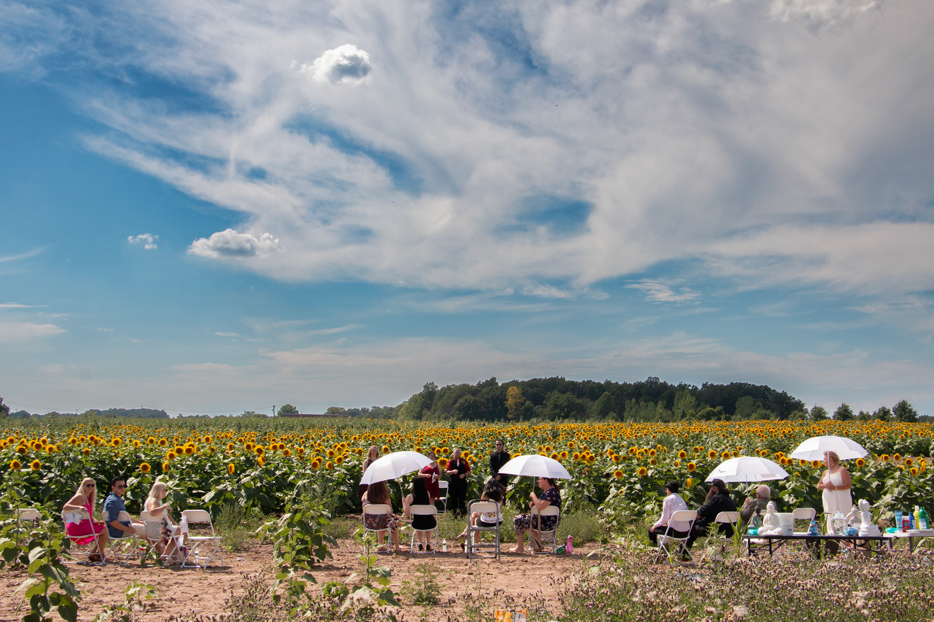 Wedding, Sunflowers of Sanborn, NY, group.