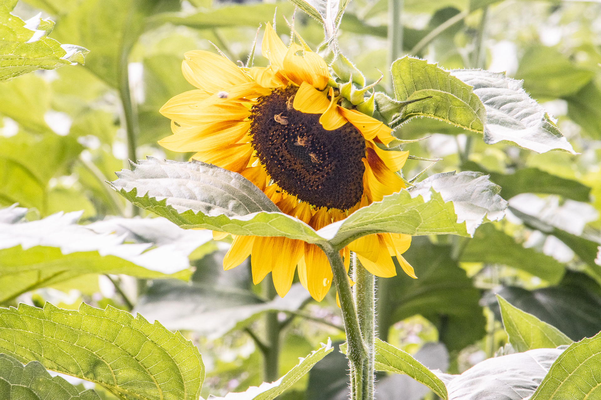 Sunflowers of Sanborn NY.