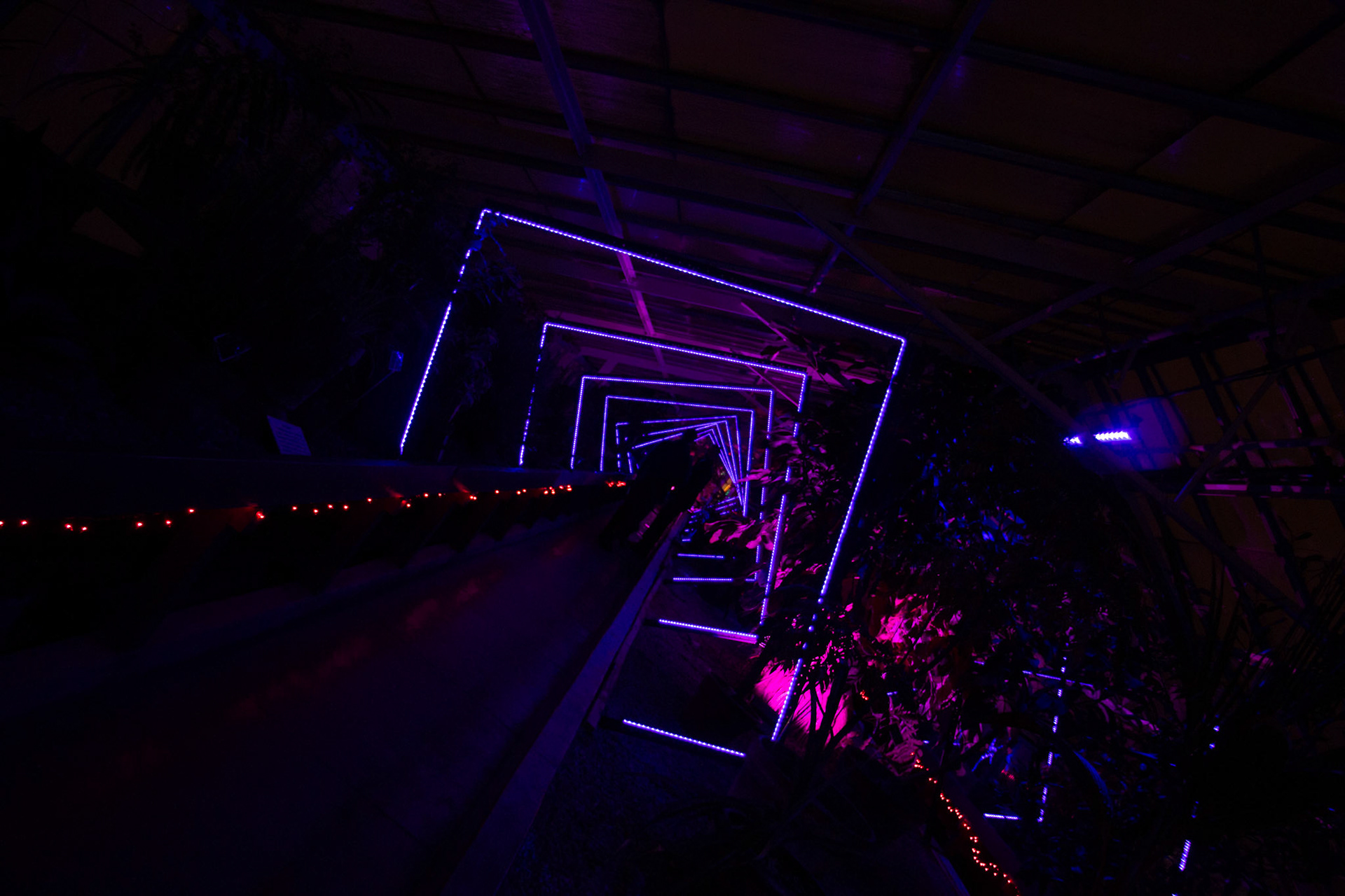 Botanical Gardens Night Lights, Buffalo NY.