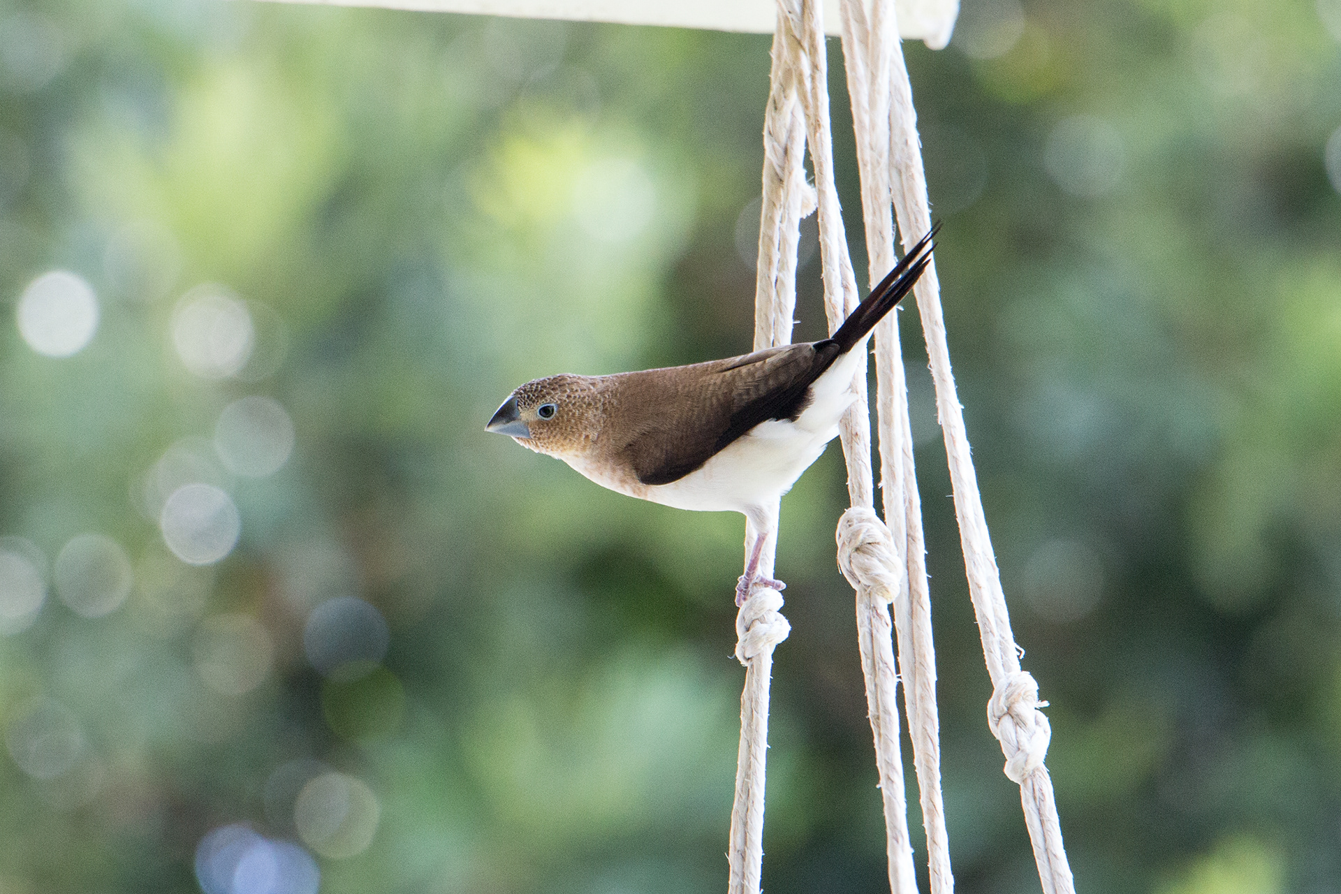 Tiny bird, Waikoloa HI.