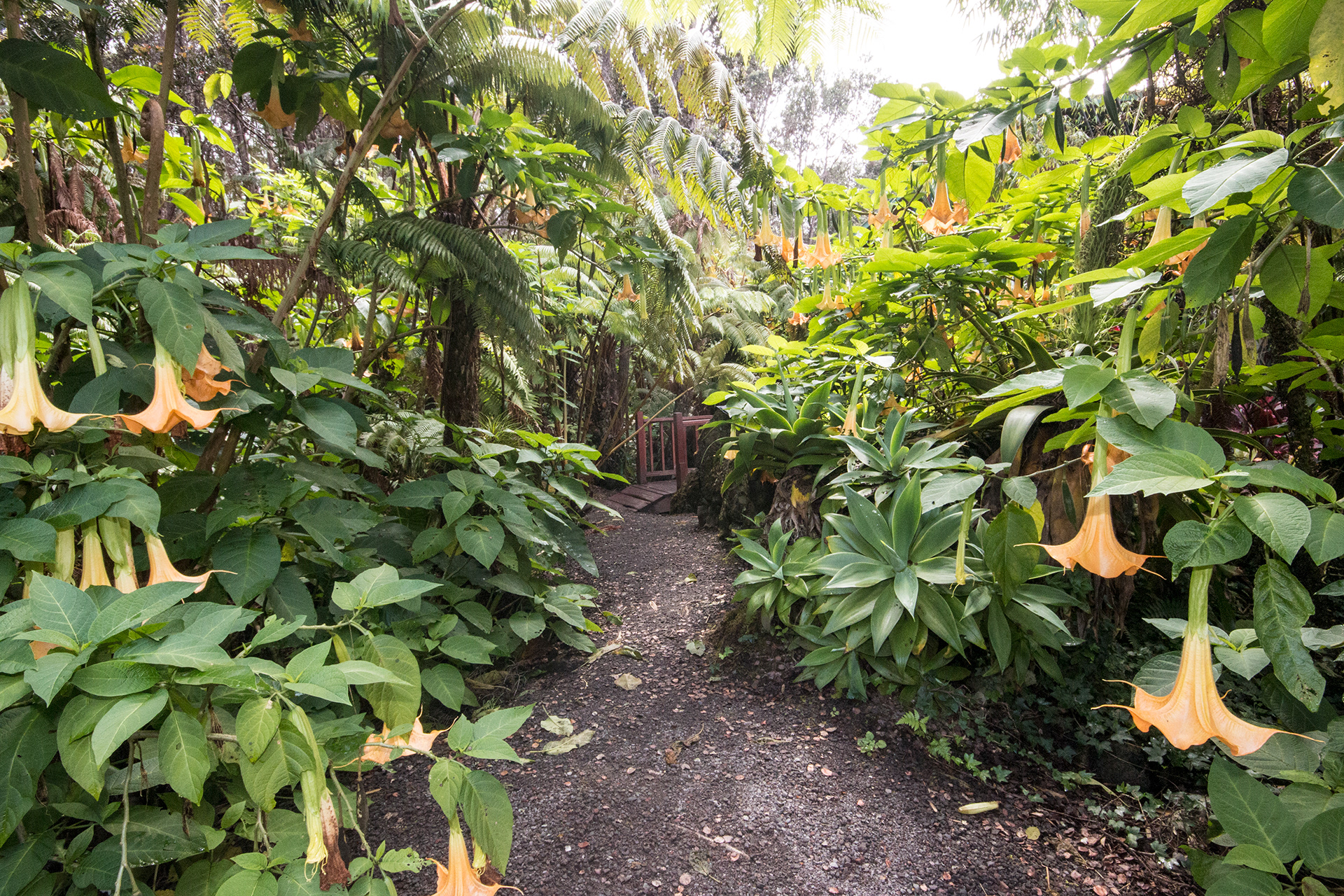 Gardens and grounds at Chalet Kilauea, Volcano HI.