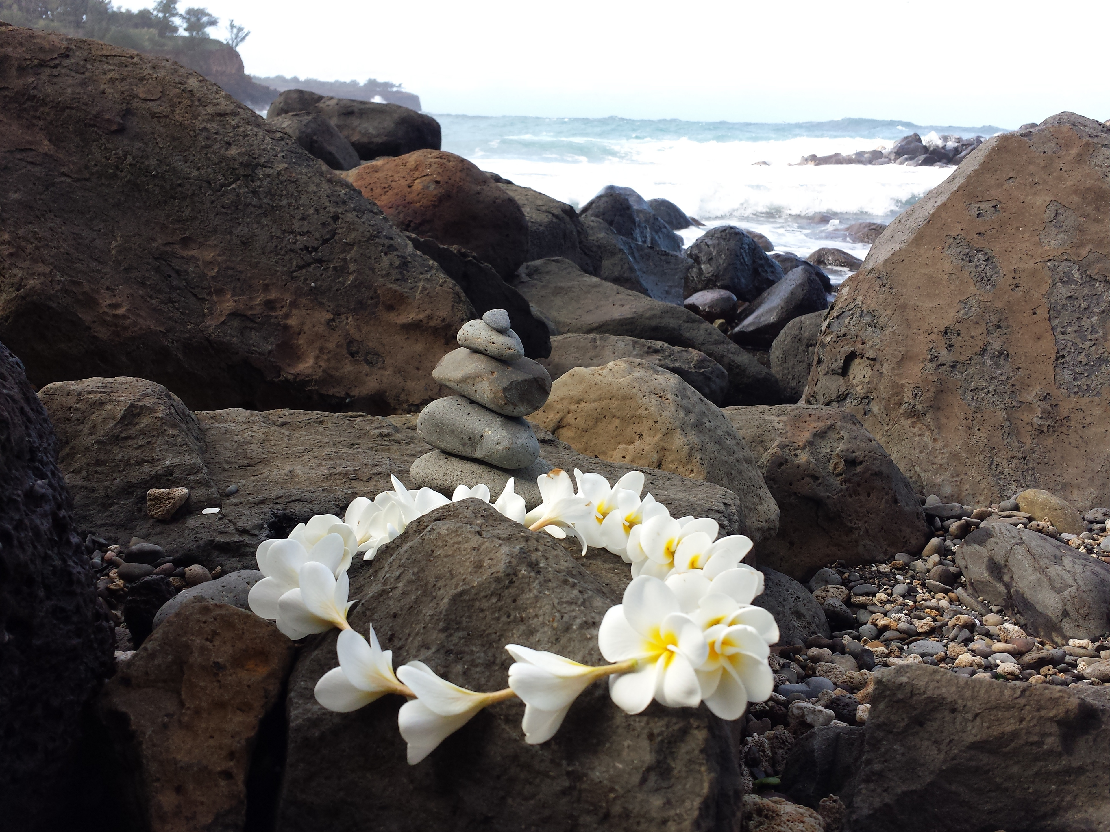 Blessing for deceased baby Monk Seal, Keo Kea HI.