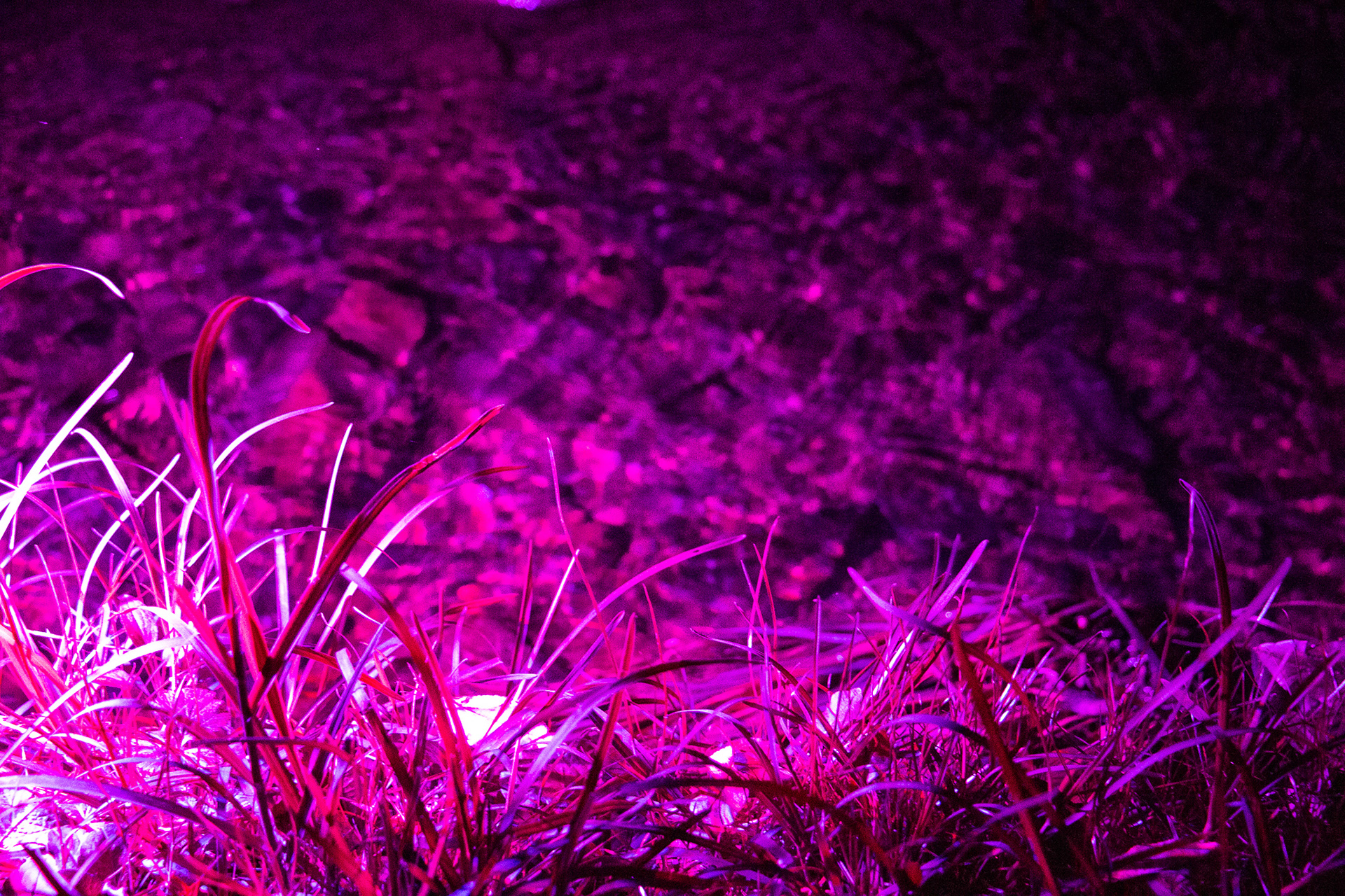 Night Lights at Griffis Sculpture Park, East Otto NY.