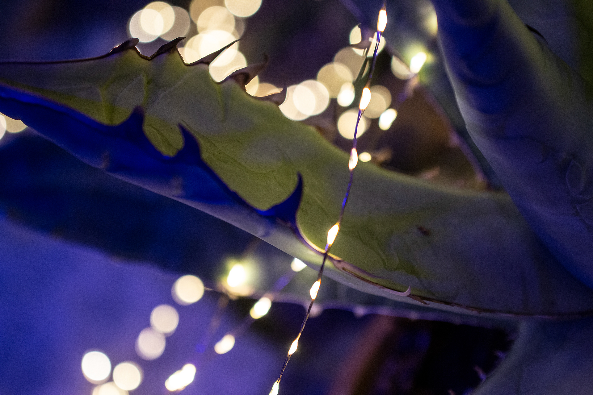 Botanical Gardens Night Lights, Buffalo NY.
