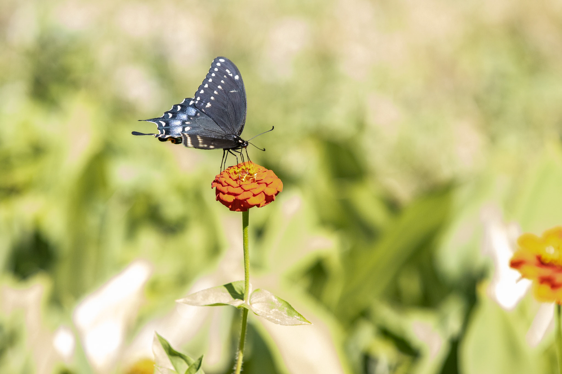 Nature in my springtime yard.