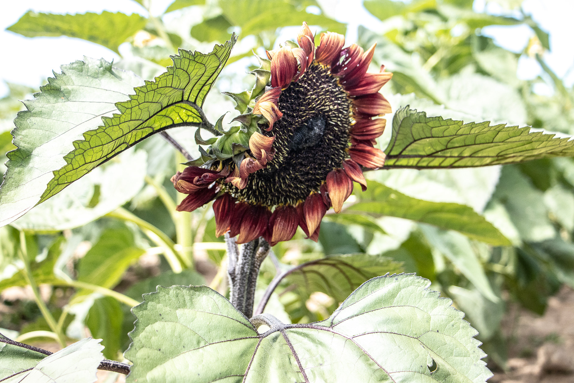 Sunflowers of Sanborn NY.