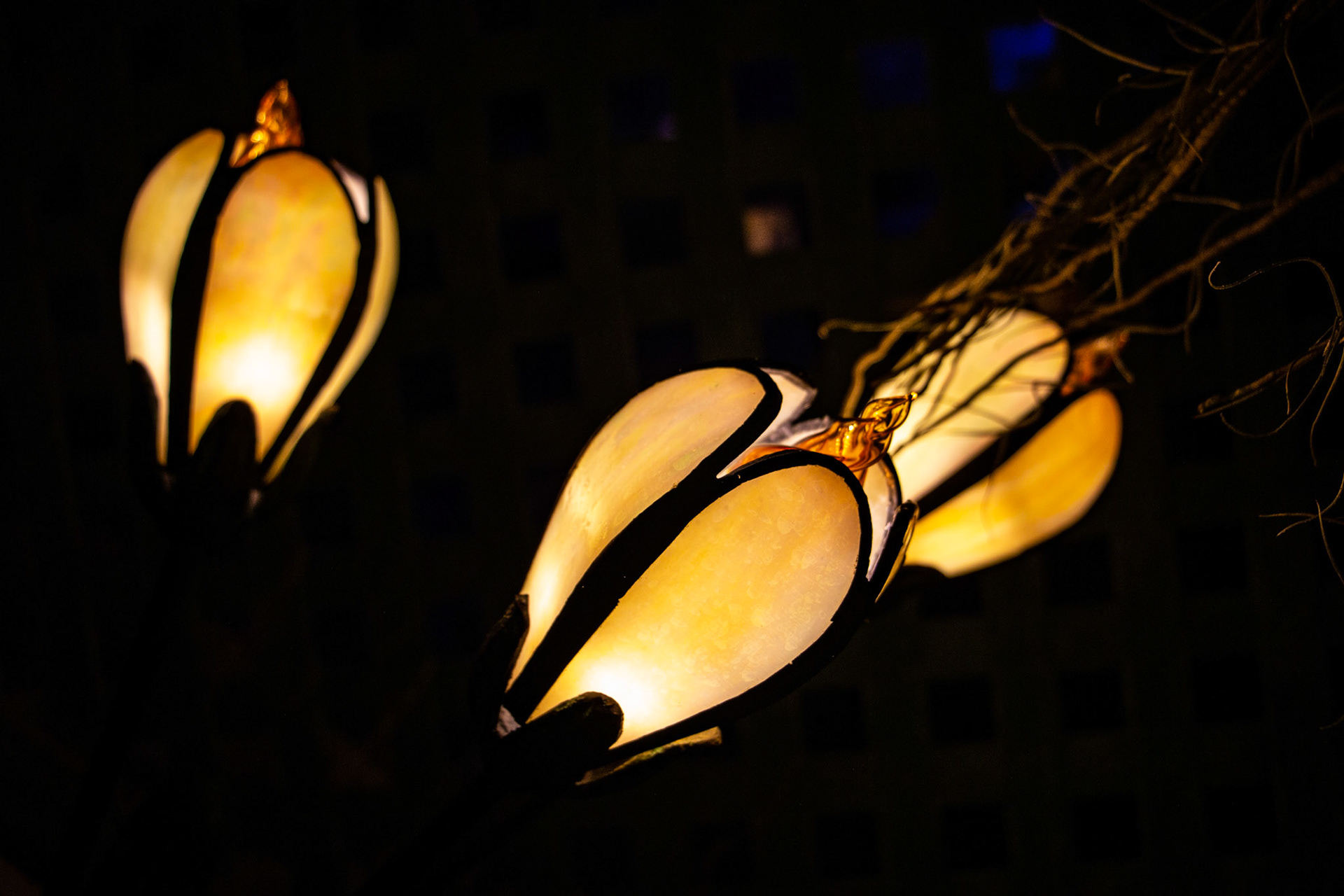 Botanical Gardens Night Lights, Buffalo NY.