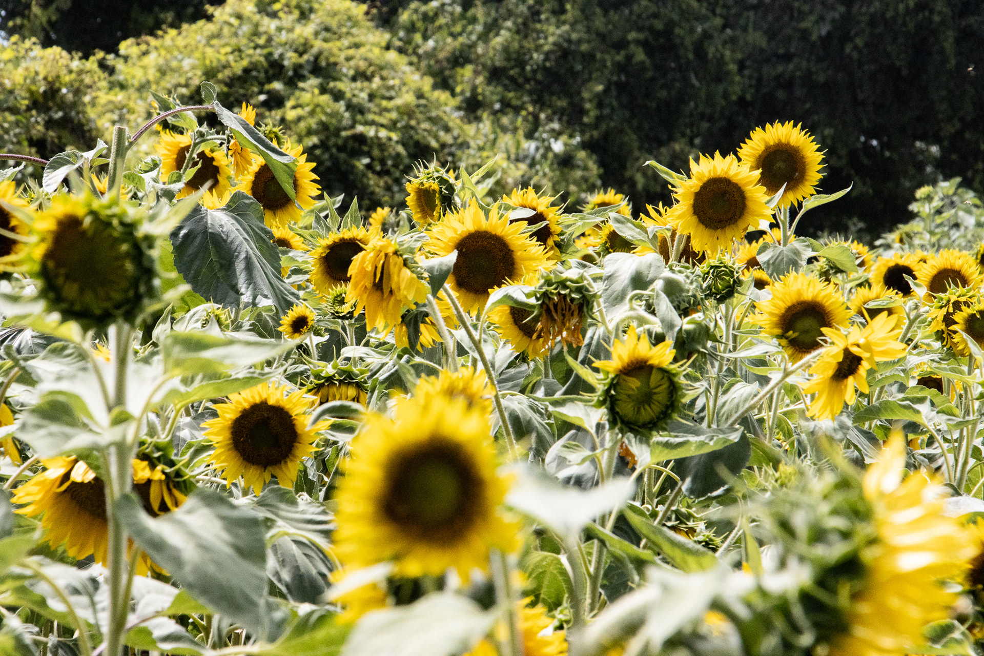 Sunflowers of Sanborn NY.