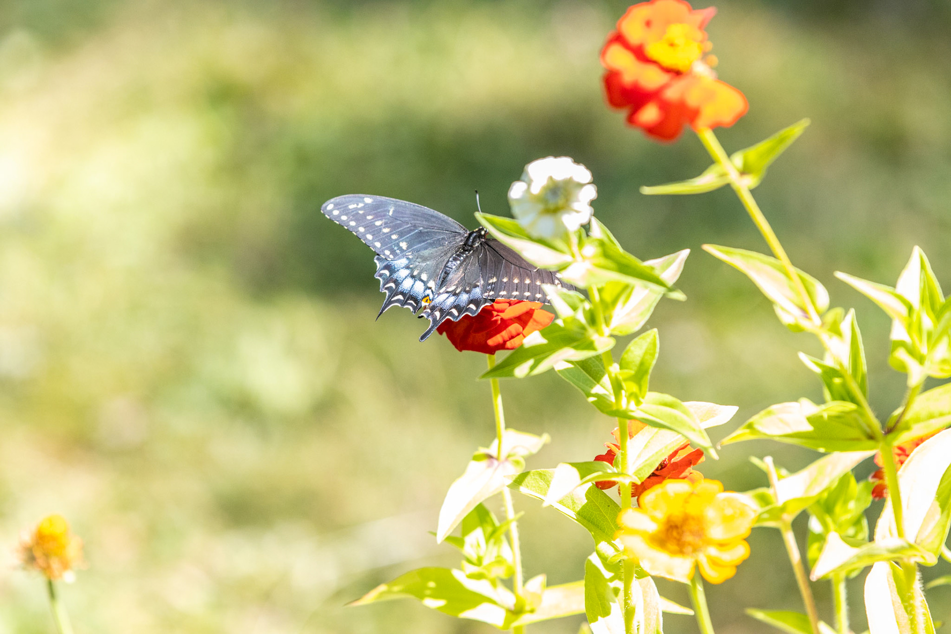 Nature in my springtime yard.