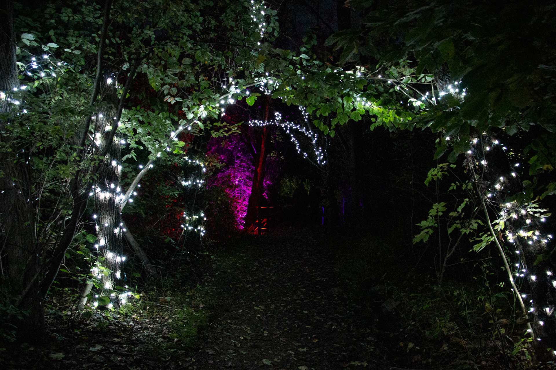 Night Lights at Griffis Sculpture Park, East Otto NY.