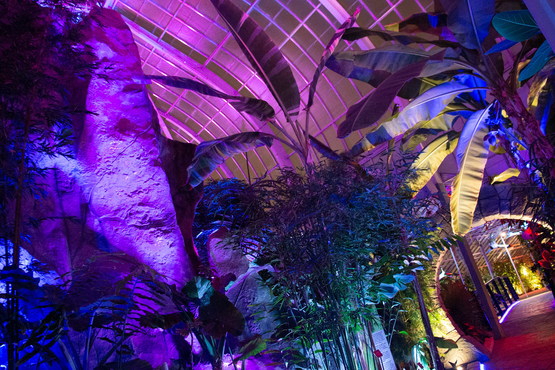 Botanical Gardens Night Lights, Buffalo NY.